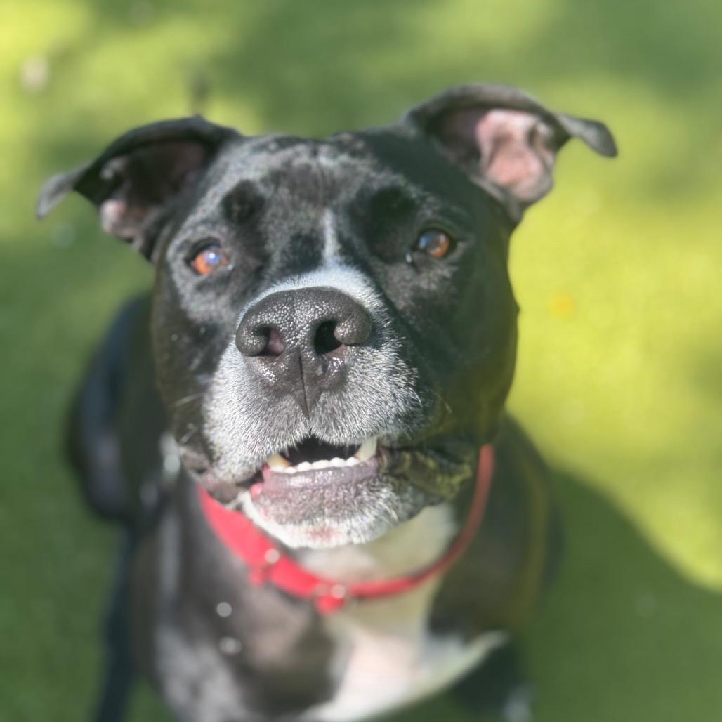 Enlarge Bo, a Adoptable Mixed Breed in Sarasota, FL image 3/6