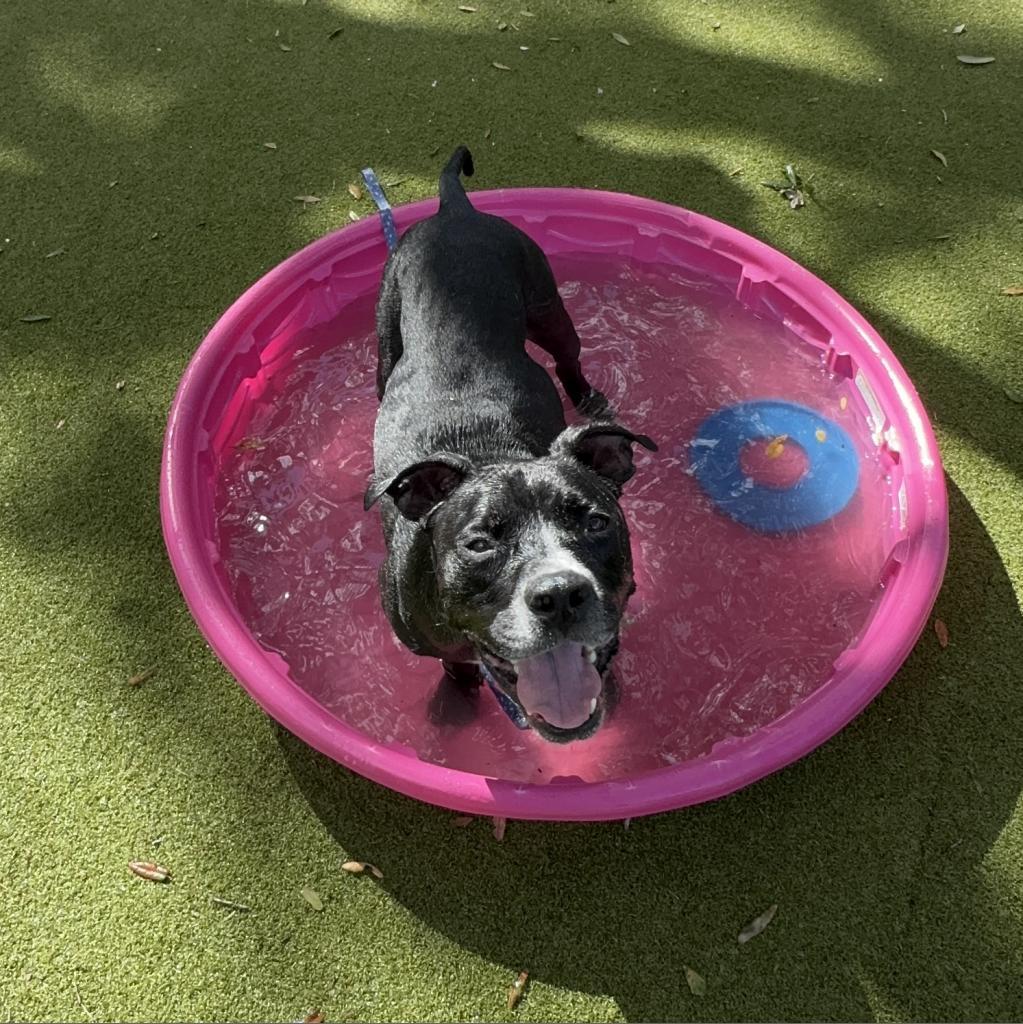Enlarge Bo, a Adoptable Mixed Breed in Sarasota, FL image 4/6