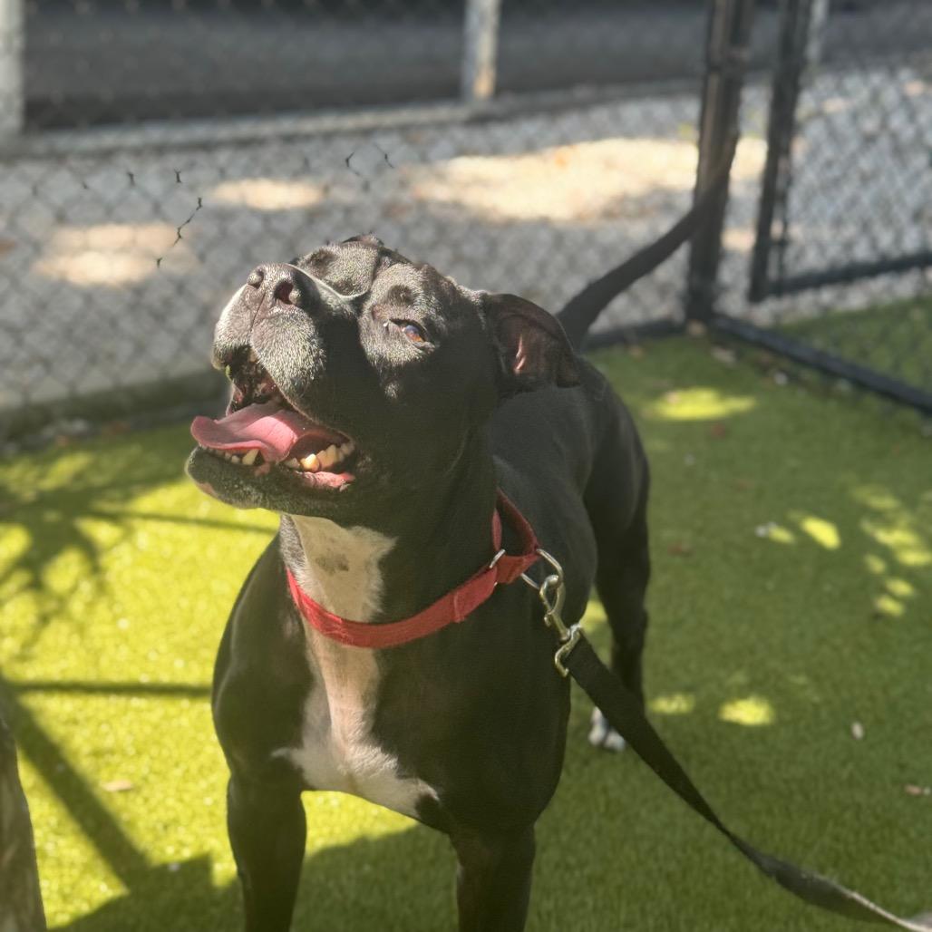 Enlarge Bo, a Adoptable Mixed Breed in Sarasota, FL image 5/6