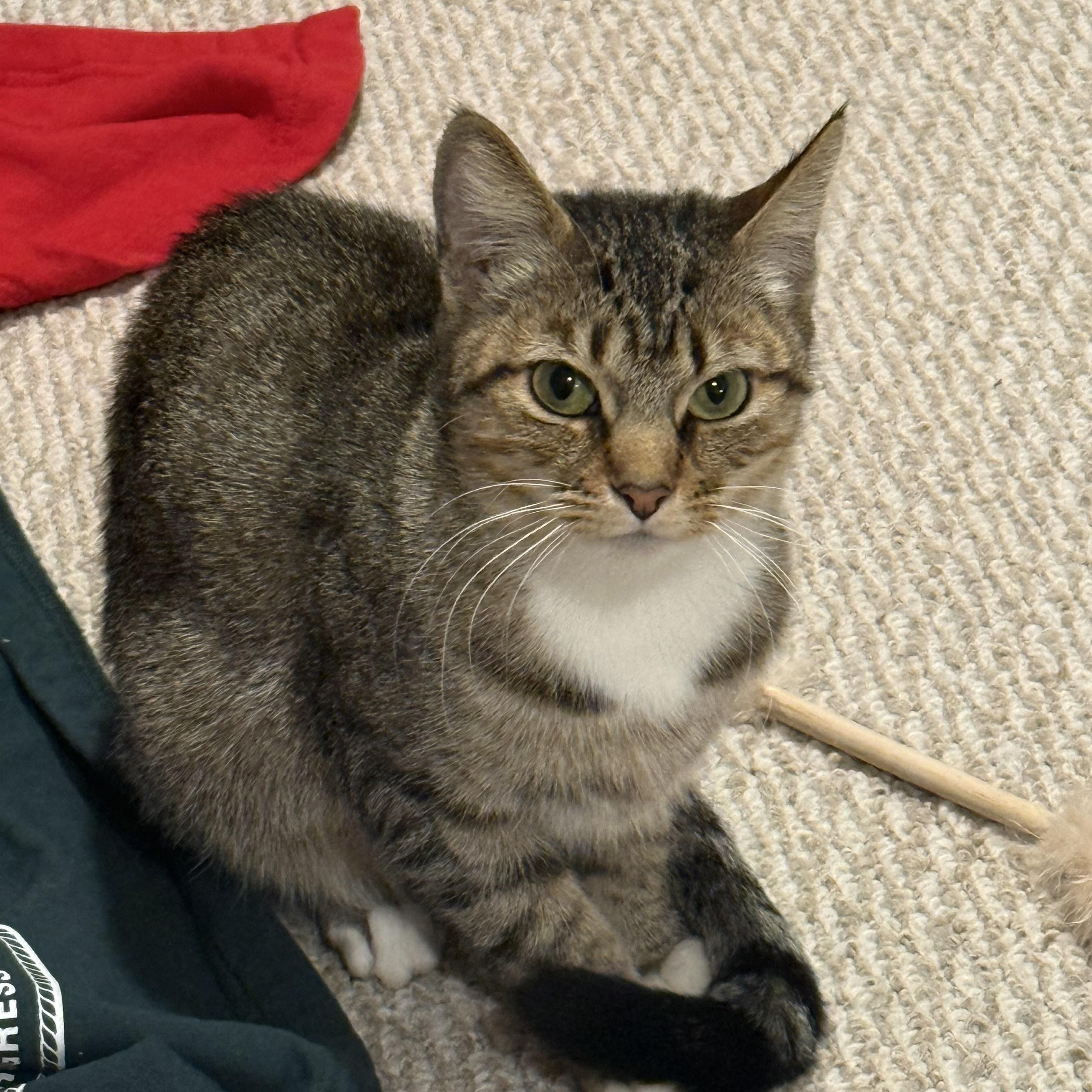 Enlarge Gypsy, a ADOPTABLE Domestic Short Hair in Canton, MA image 1/5