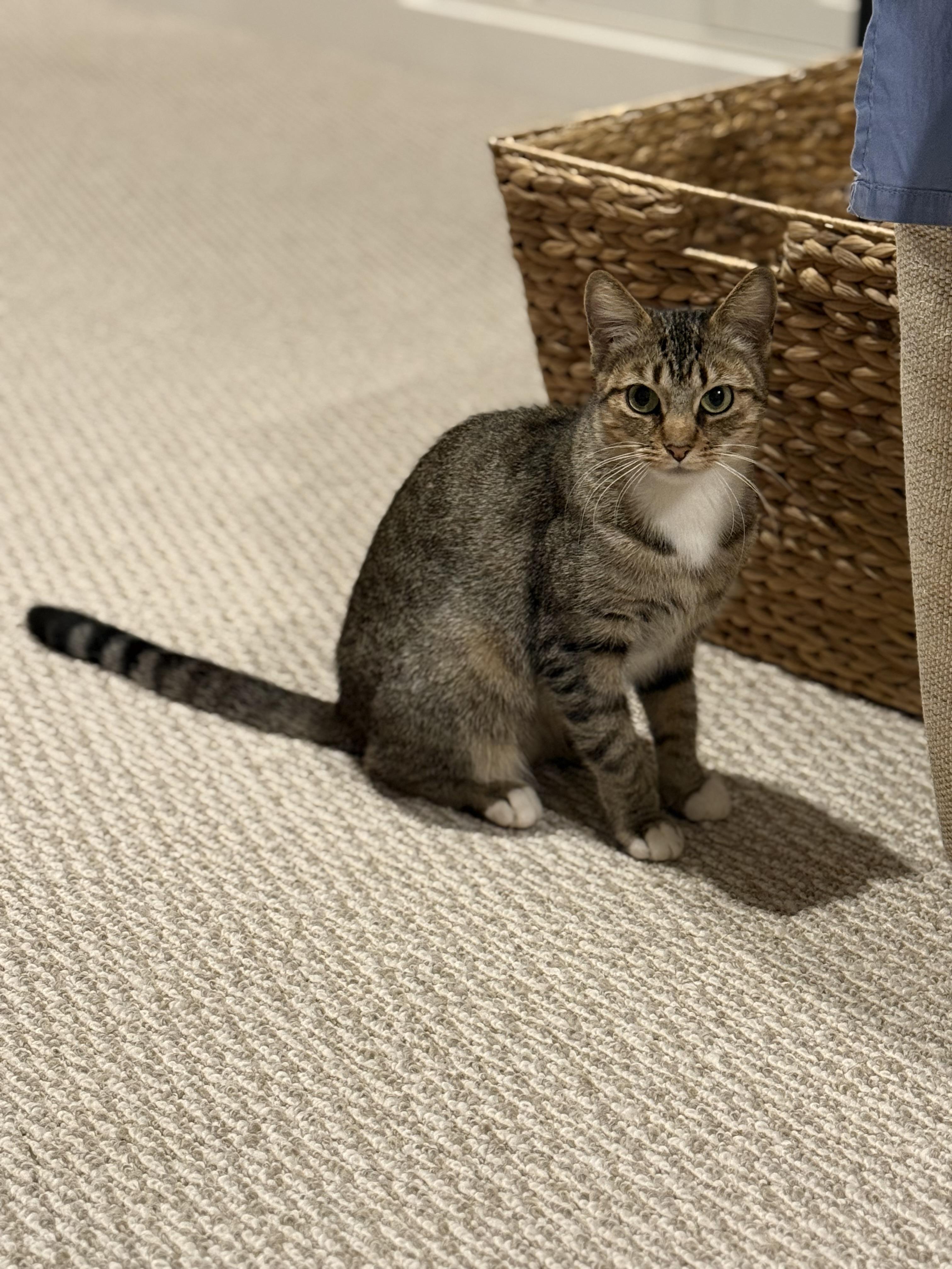 Enlarge Gypsy, a ADOPTABLE Domestic Short Hair in Canton, MA image 4/5