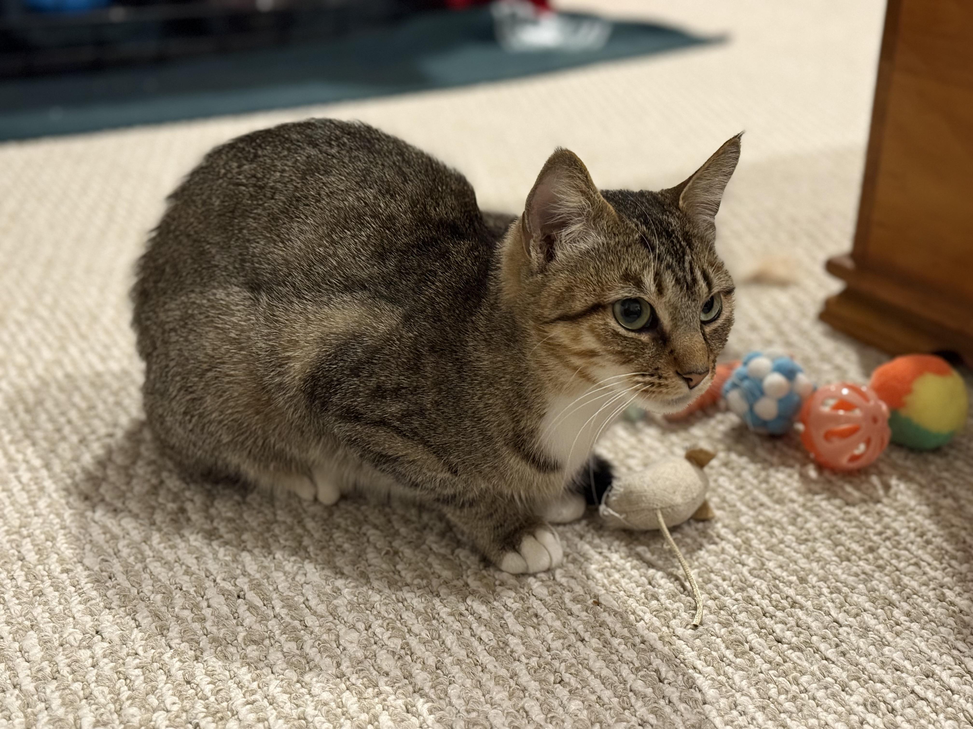 Enlarge Gypsy, a ADOPTABLE Domestic Short Hair in Canton, MA image 3/5