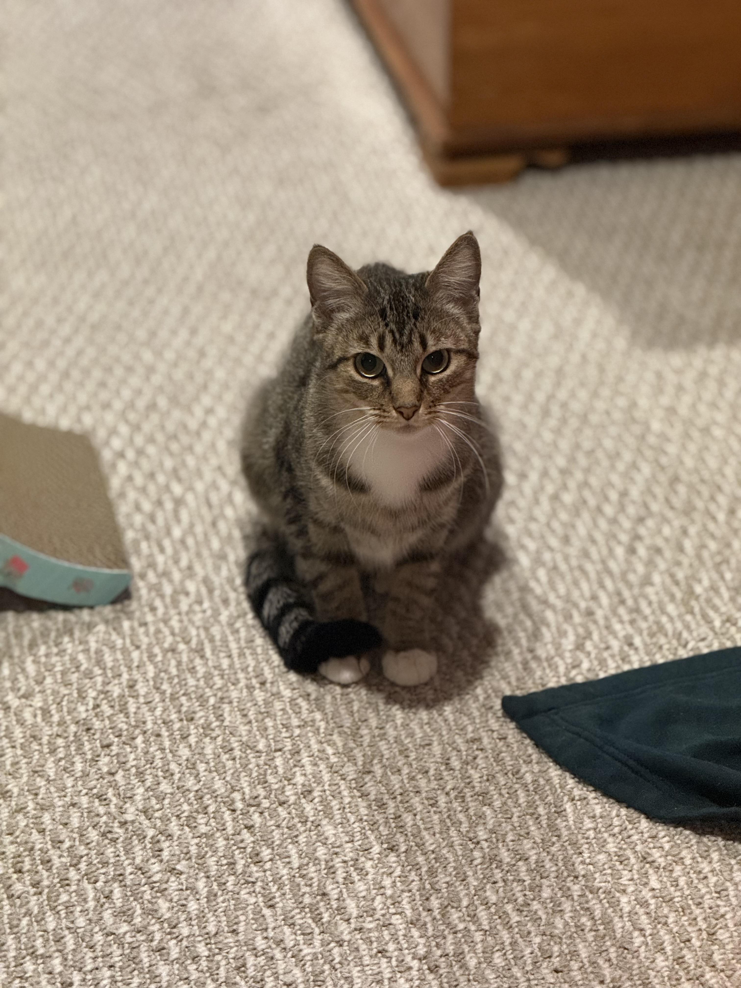 Enlarge Gypsy, a ADOPTABLE Domestic Short Hair in Canton, MA image 5/5