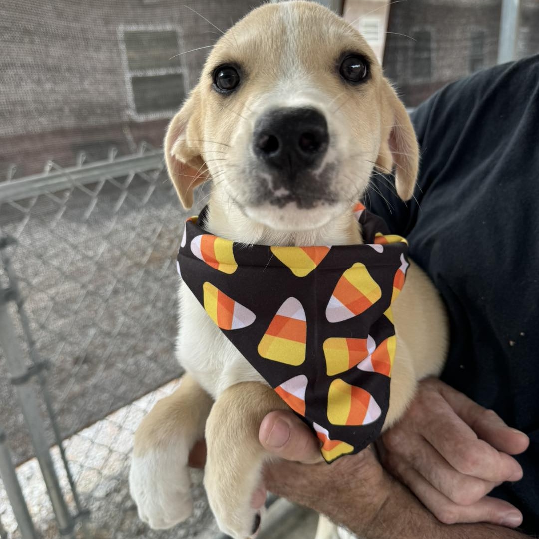 Dog for adoption Ty K076, a Golden Retriever & Cattle Dog Mix in