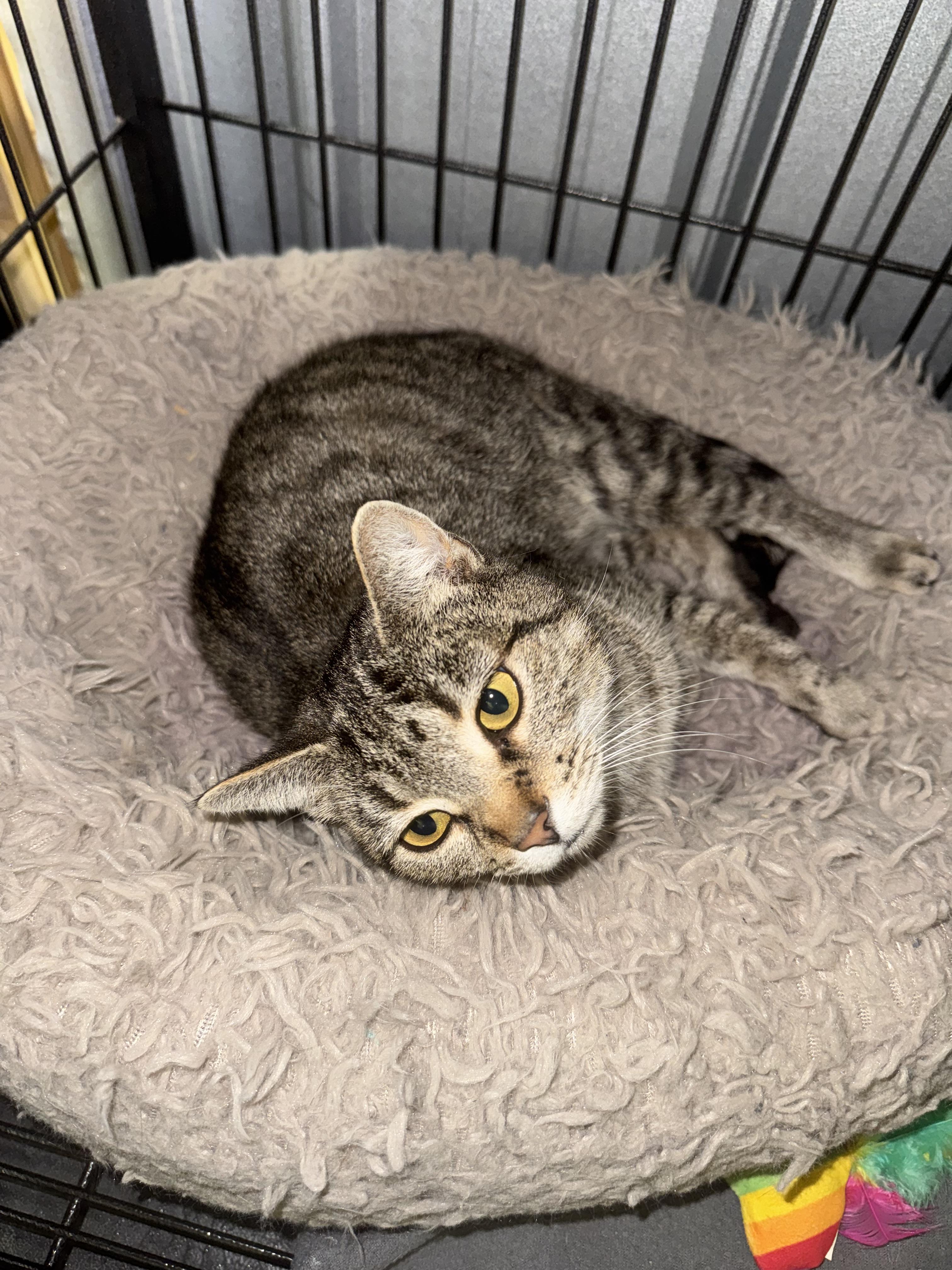 Poppy, Adoptable, Young Female Domestic Short Hair.