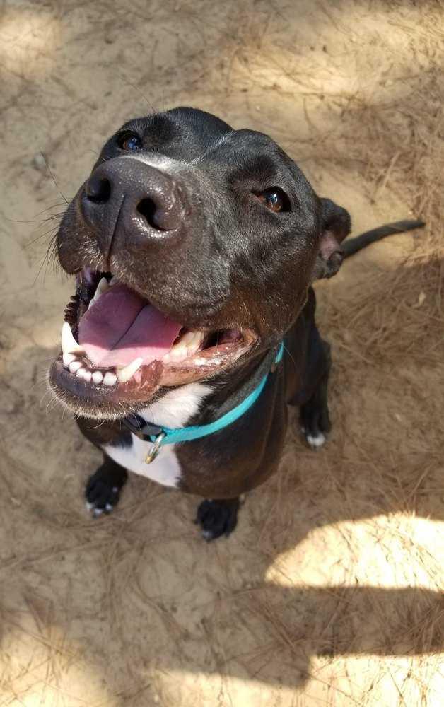 Enlarge Hannah, a Adopted Pit Bull Terrier in Oklahoma City, OK image 1/5
