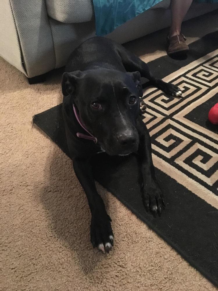 Enlarge Hannah, a Adopted Pit Bull Terrier in Oklahoma City, OK image 2/5