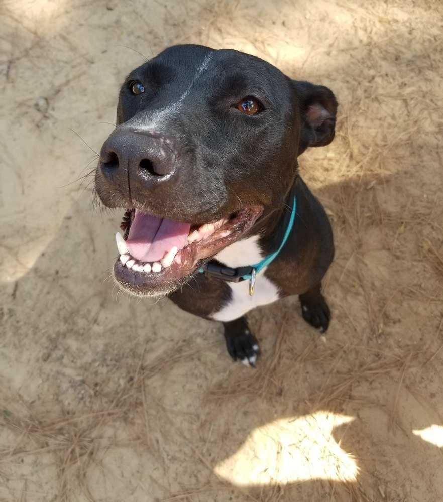 Enlarge Hannah, a Adopted Pit Bull Terrier in Oklahoma City, OK image 3/5