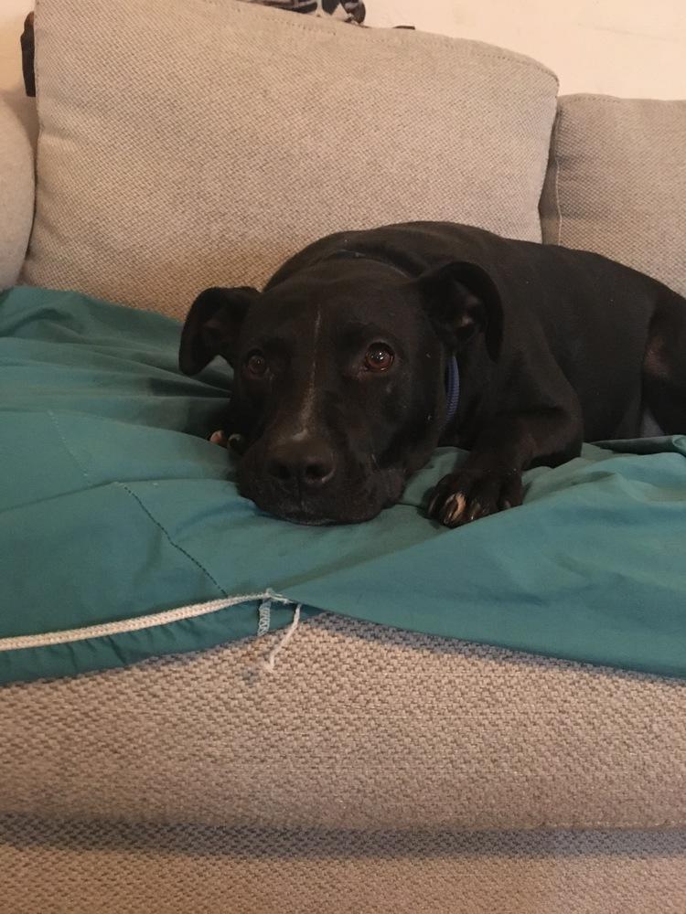 Hannah, Adopted, Adult Female Pit Bull Terrier.