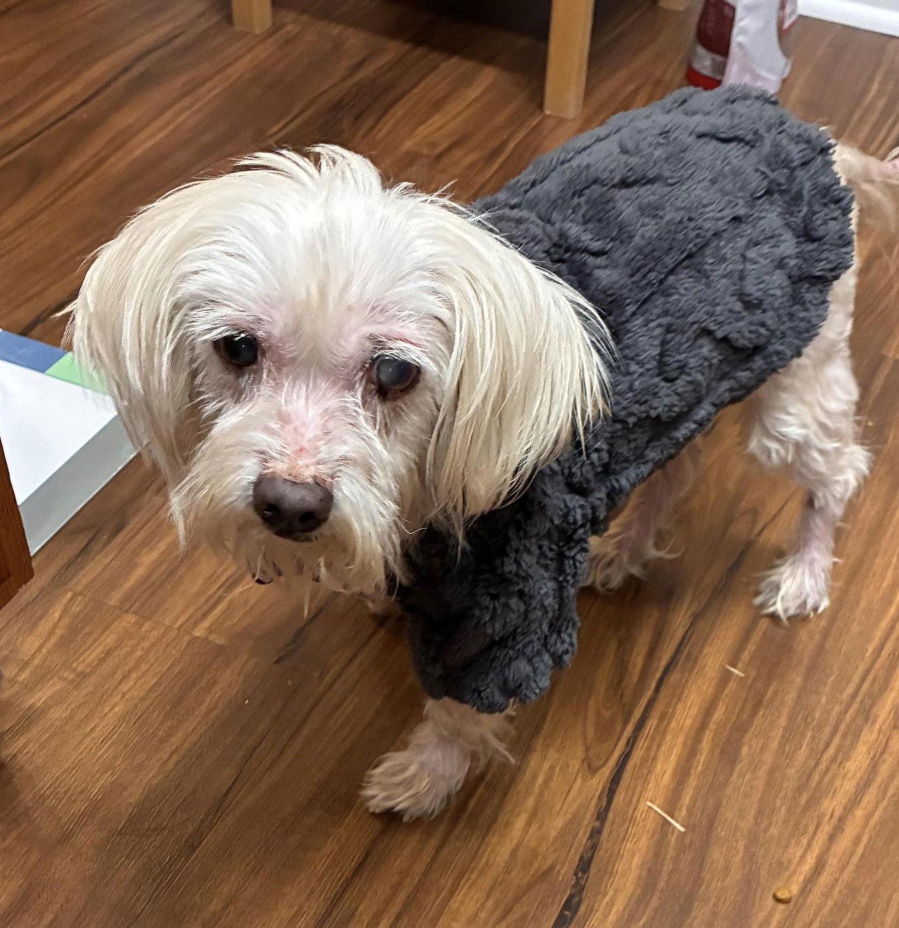 Enlarge Whisper Abby, a Adoptable Terrier in Gulfport, MS image 1/3