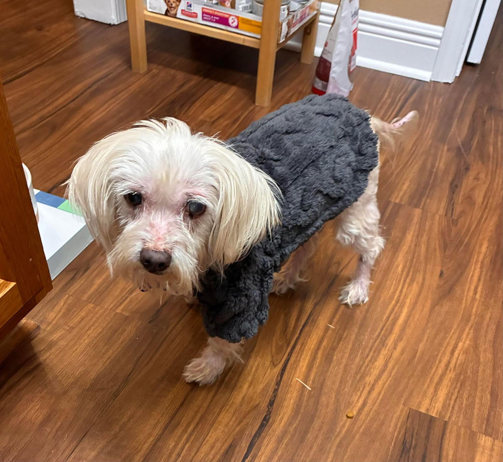 Enlarge Whisper Abby, a Adoptable Terrier in Gulfport, MS image 2/3