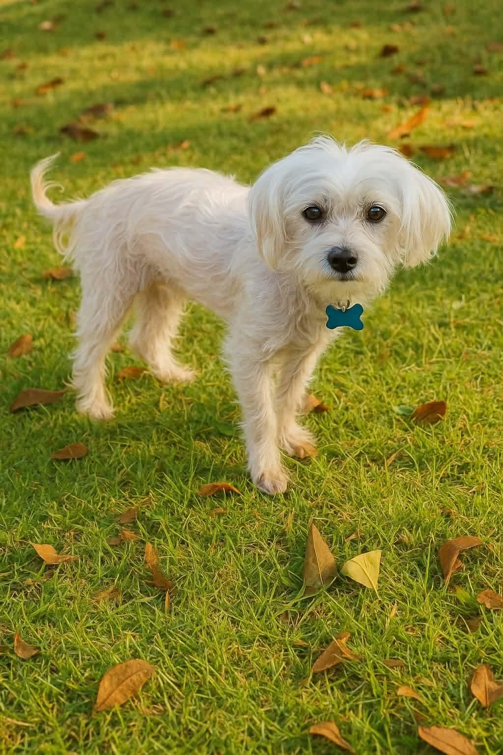 Enlarge Whisper Abby, a Adoptable Terrier in Gulfport, MS image 3/3