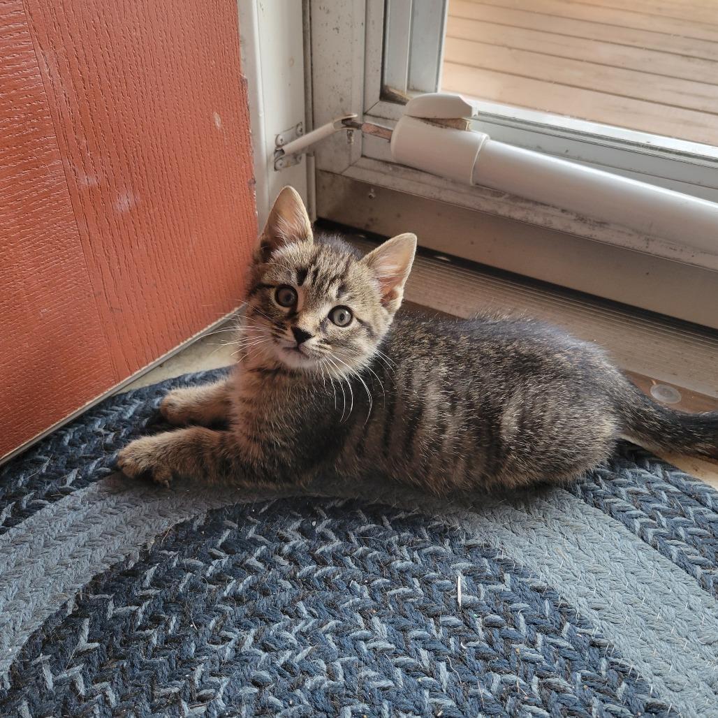 Sweet Chili, Adoptable, Kitten Male Domestic Short Hair.