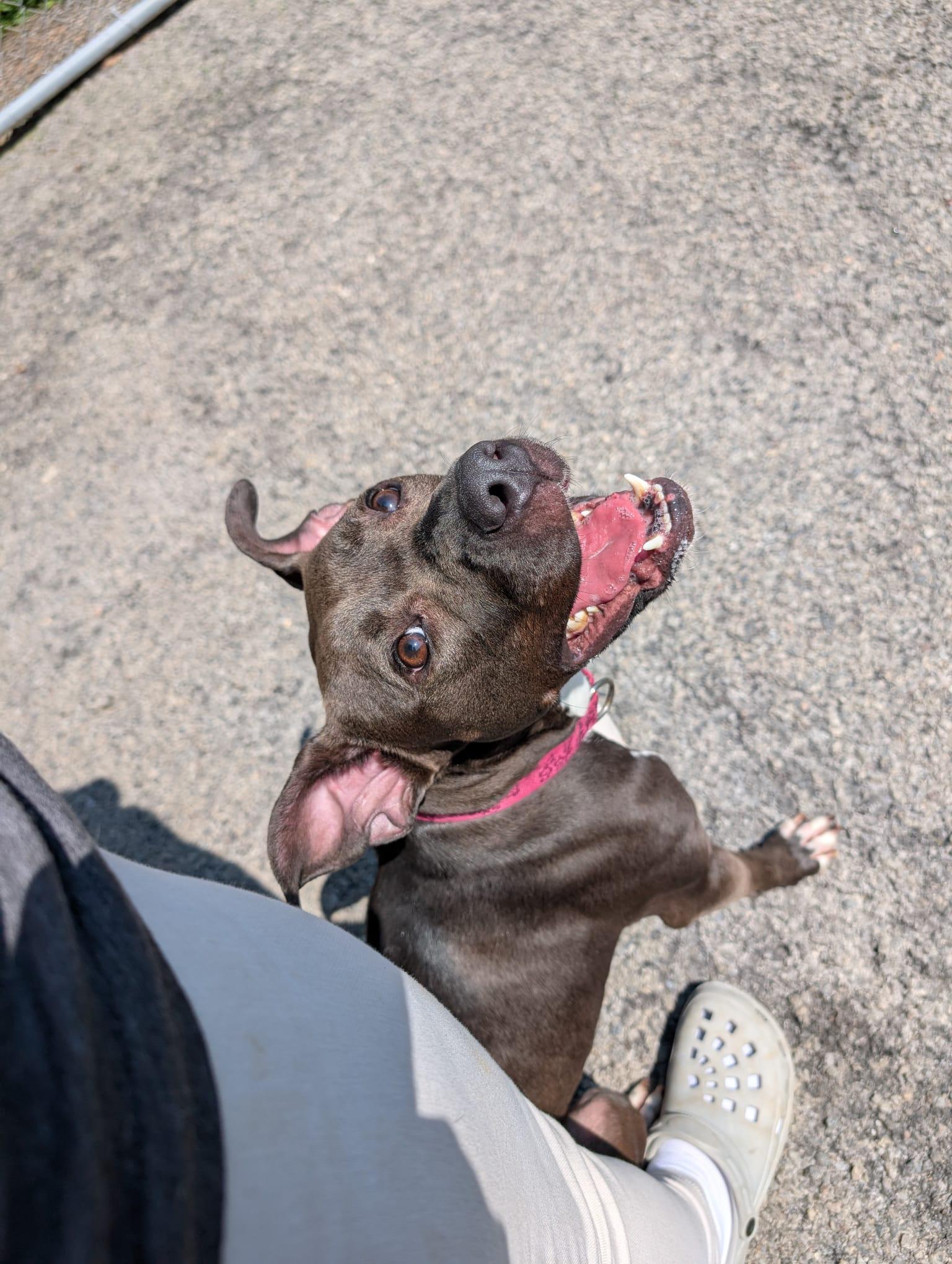 Enlarge Trinket, a Adoptable mixed breed in Renfrew, PA image 2/5