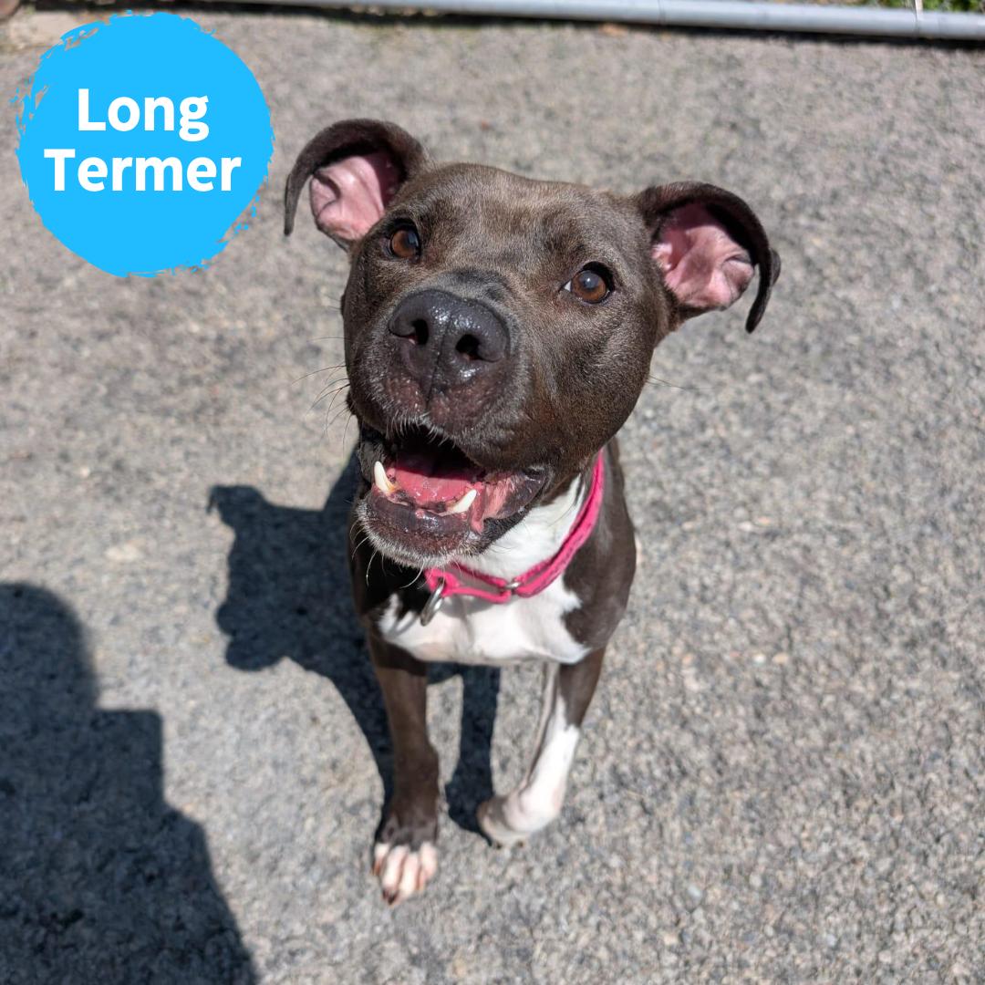 Enlarge Trinket, a Adoptable mixed breed in Renfrew, PA image 1/5