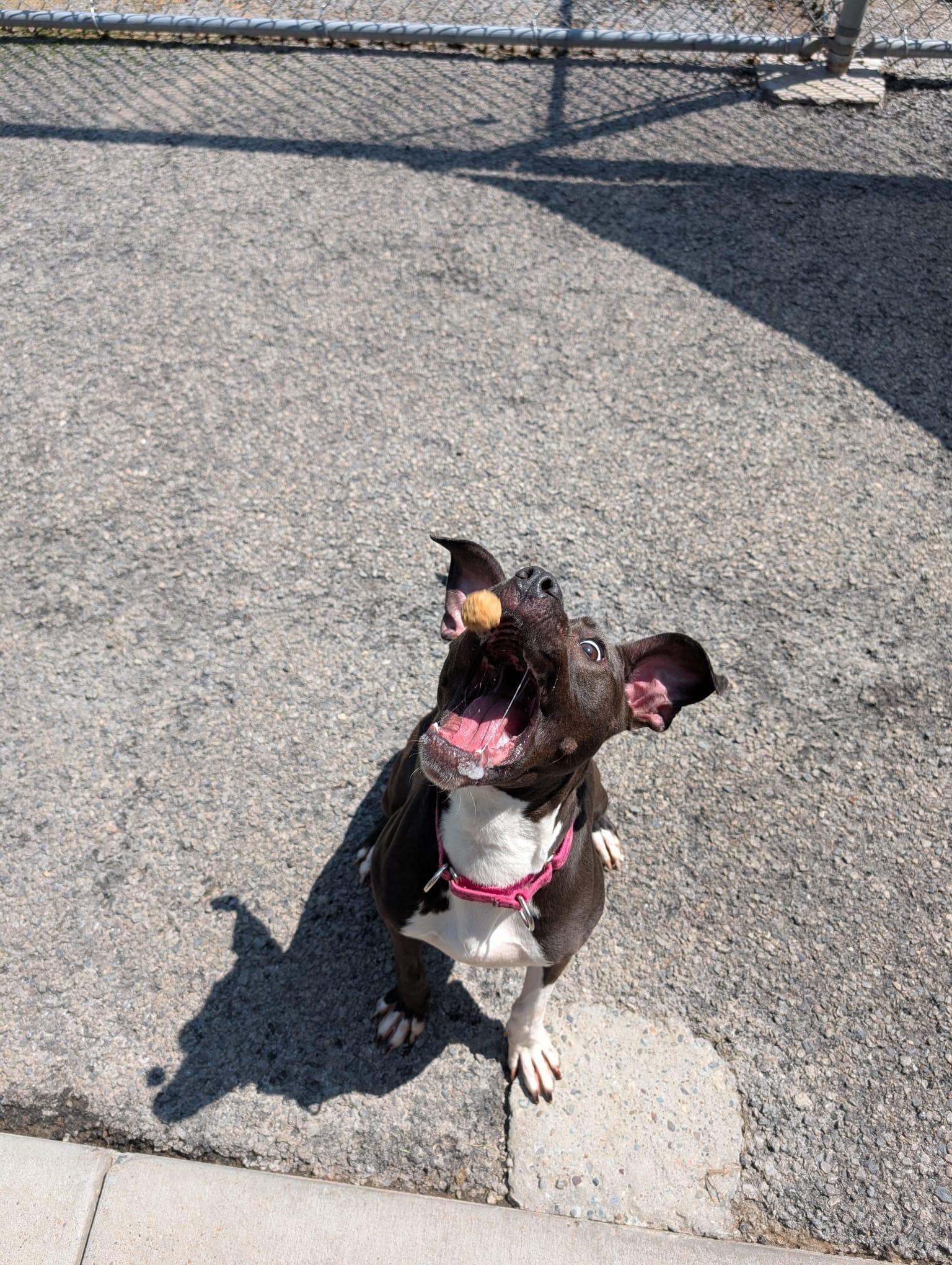 Enlarge Trinket, a Adoptable mixed breed in Renfrew, PA image 3/5