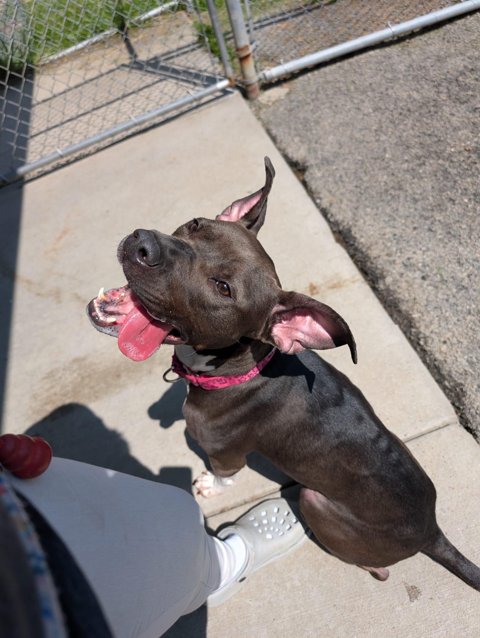 Enlarge Trinket, a Adoptable mixed breed in Renfrew, PA image 4/5