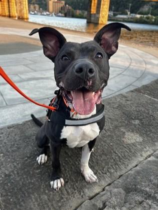 Enlarge Trinket, a Adoptable mixed breed in Renfrew, PA image 5/5