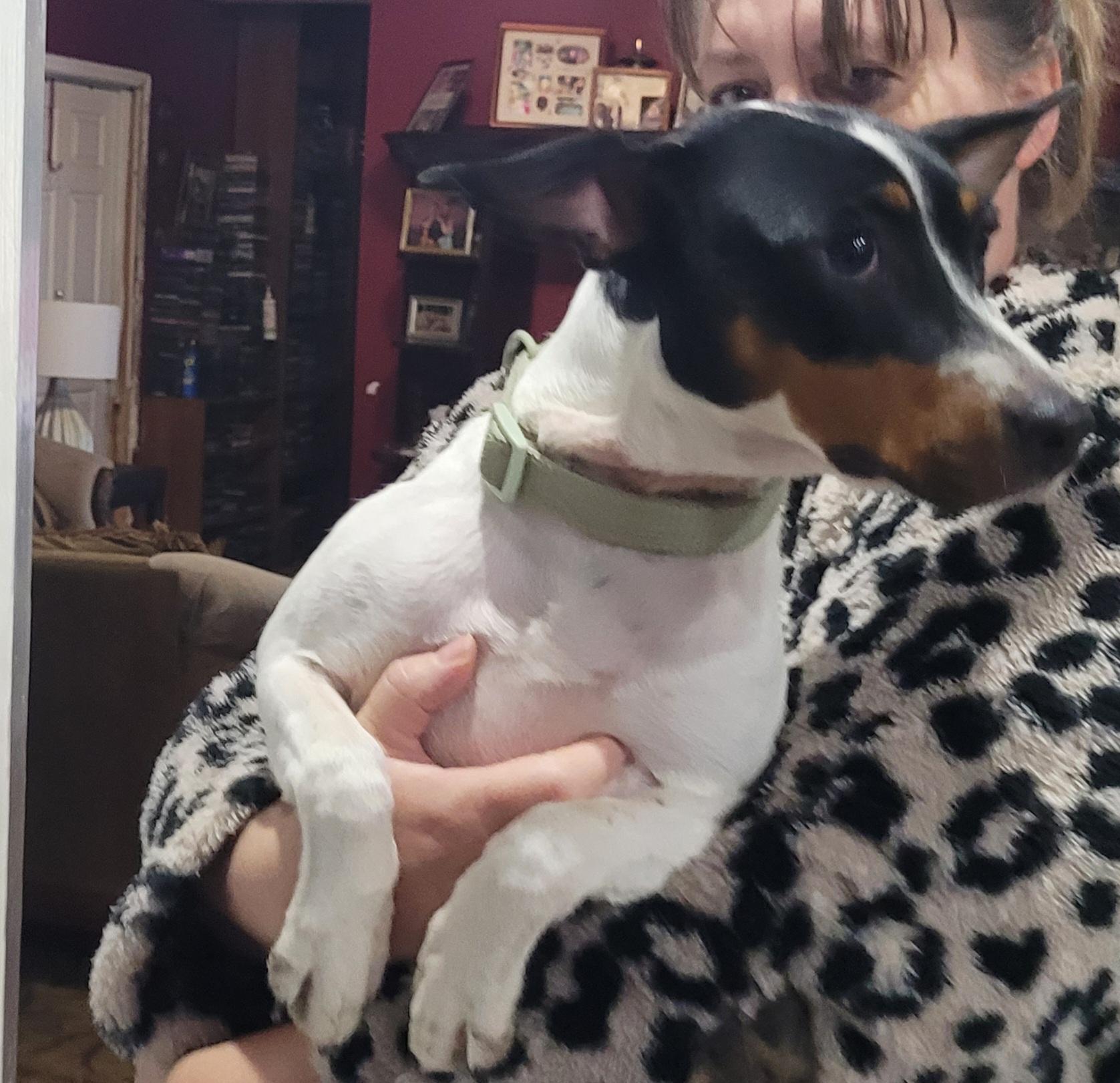 Enlarge Wynnie, a ADOPTABLE mixed breed in Chiefland, FL image 2/2