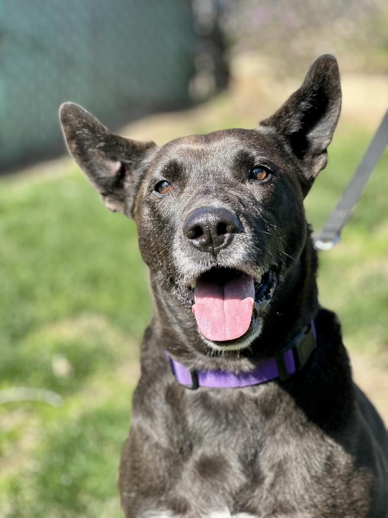 Gus, Senior Male unknown