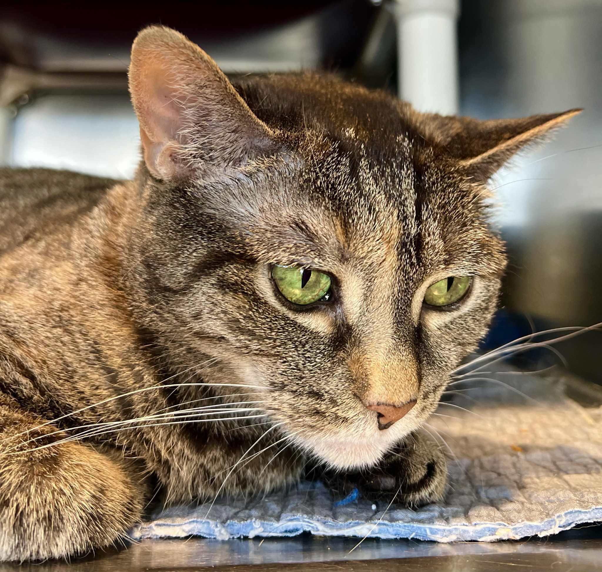 Gretel, an adoptable Domestic Short Hair in Myrtle Beach, SC, 29579 | Photo Image 5