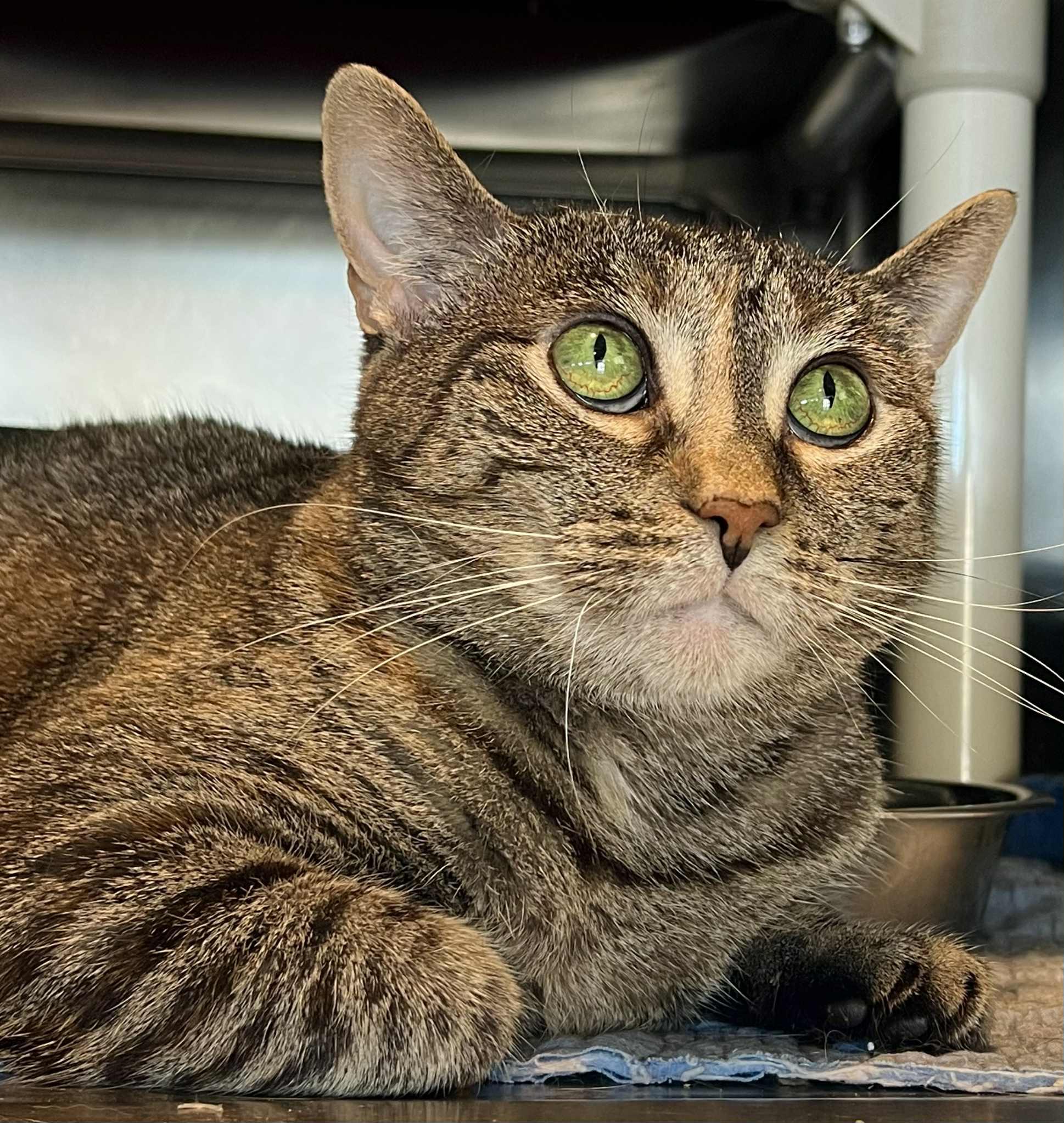 Gretel, an adoptable Domestic Short Hair in Myrtle Beach, SC, 29579 | Photo Image 4