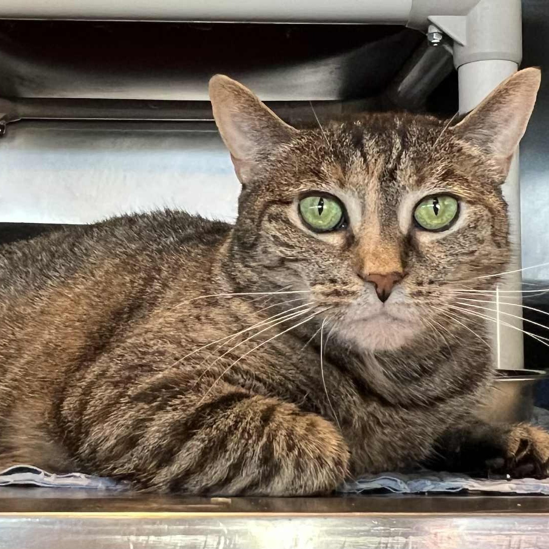 Gretel, an adoptable Domestic Short Hair in Myrtle Beach, SC, 29579 | Photo Image 1