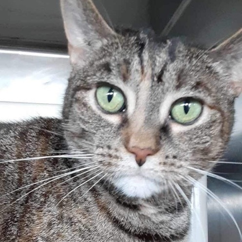 Gretel, an adoptable Domestic Short Hair in Myrtle Beach, SC, 29579 | Photo Image 2