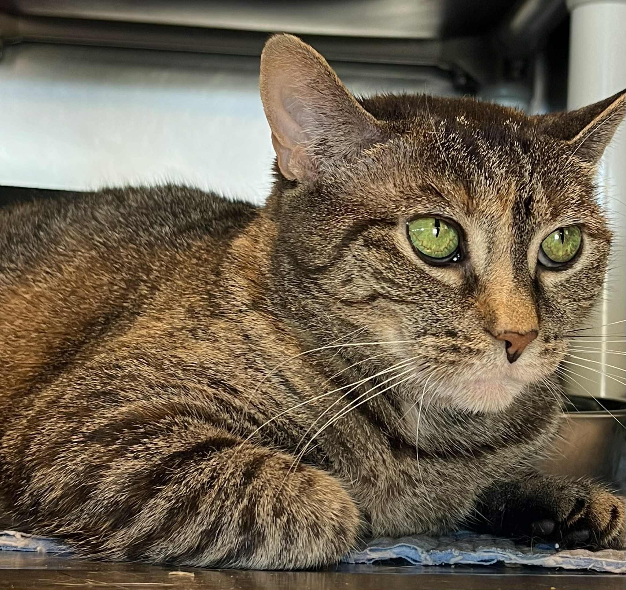 Gretel, an adoptable Domestic Short Hair in Myrtle Beach, SC, 29579 | Photo Image 3