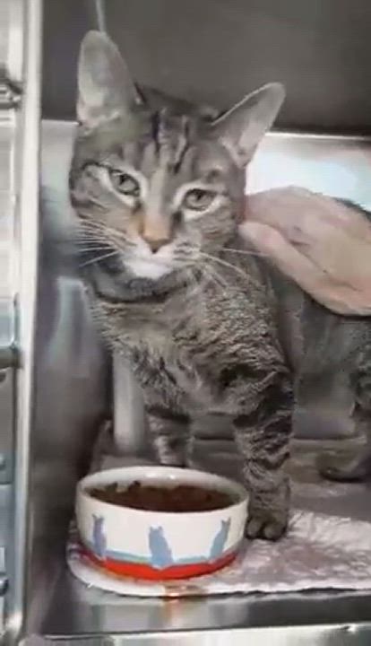 Gretel, an adoptable Domestic Short Hair in Myrtle Beach, SC_image-1