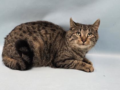 Brave, Adoptable, Adult Female Domestic Short Hair.
