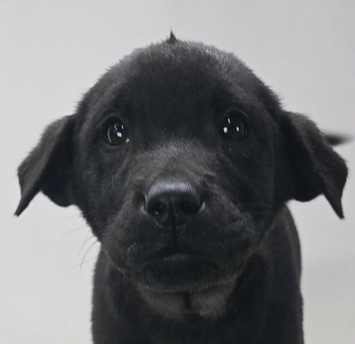 Octavia, adopted, Puppy Female Golden Retriever & Shar-Pei.