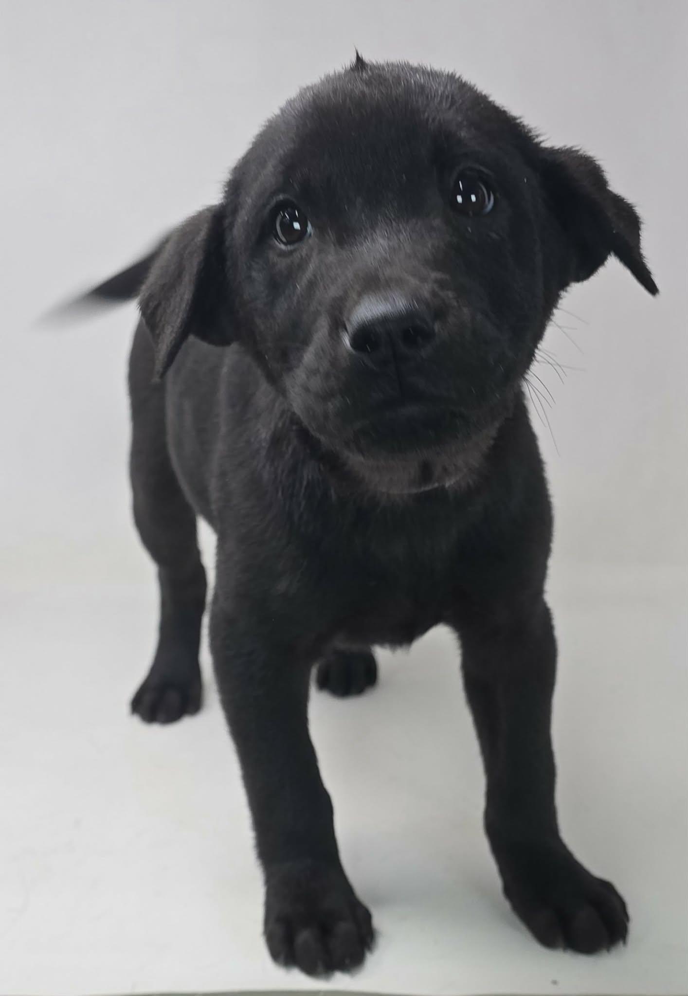 Octavia, an adopted mixed breed in Newport, TN image 2/3