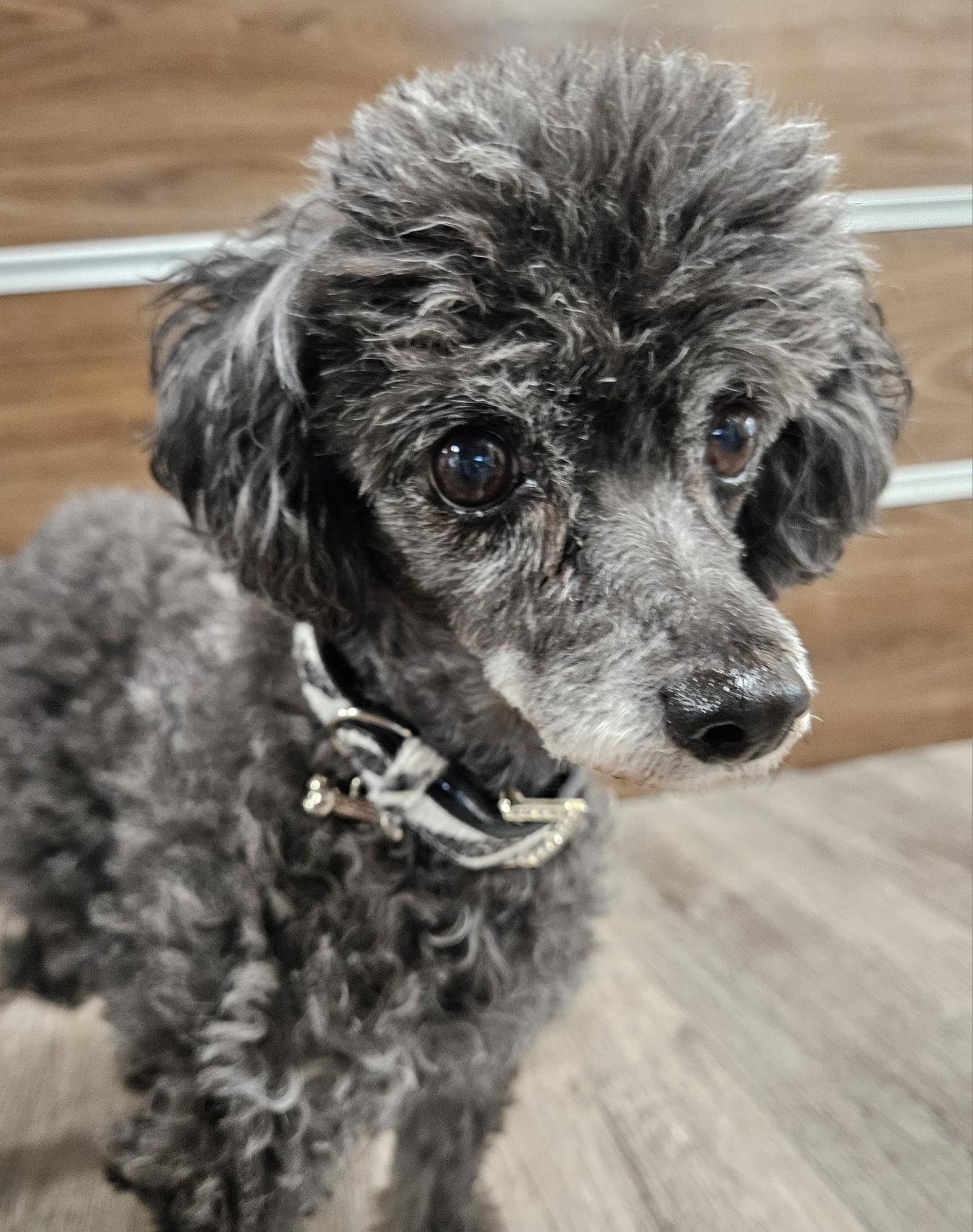 Legend of Zelda and Puff Poodle
