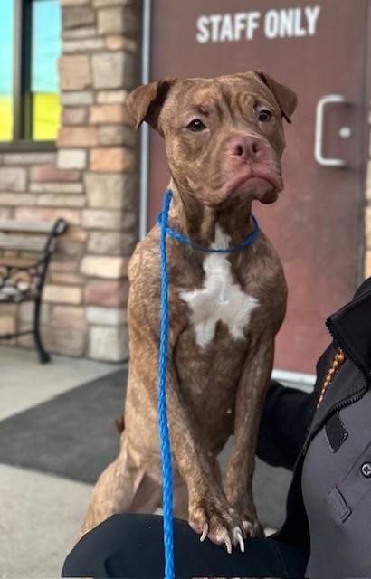 Bubbles, Adoptable, Young Female Pit Bull Terrier & Mixed Breed.