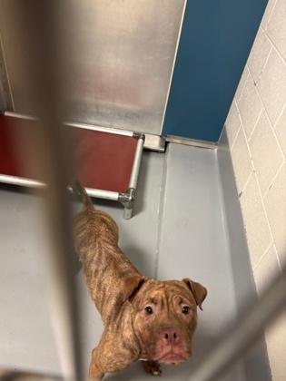 Enlarge Bubbles, a Adoptable mixed breed in Irving, TX image 2/2