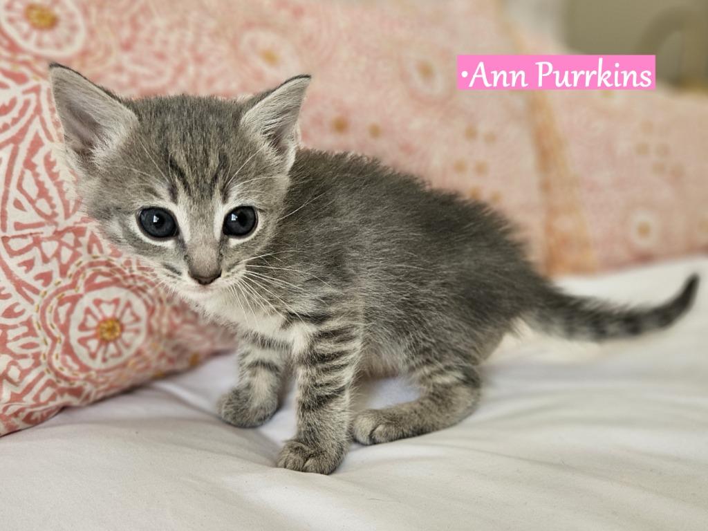 Ann Purrkins, Adopted, Kitten Female Domestic Short Hair.