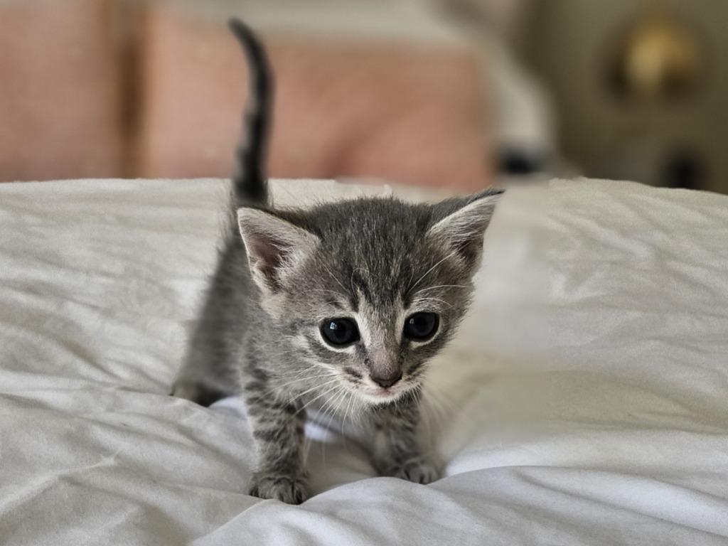 Enlarge Ann Purrkins, a Adopted mixed breed in Hoover , AL image 2/2