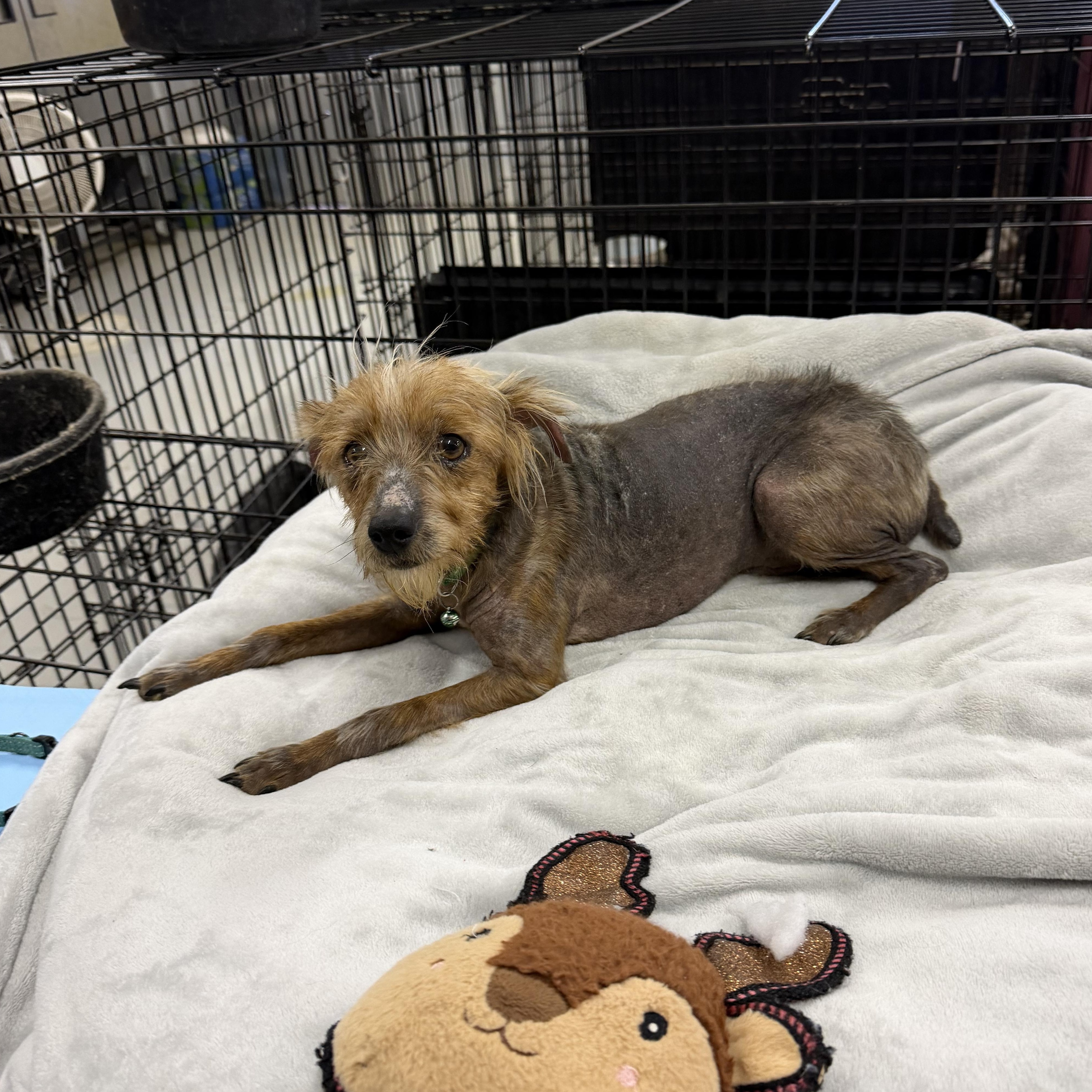 Enlarge Bowser, a Adoptable American Hairless Terrier in Muldrow, OK image 2/2