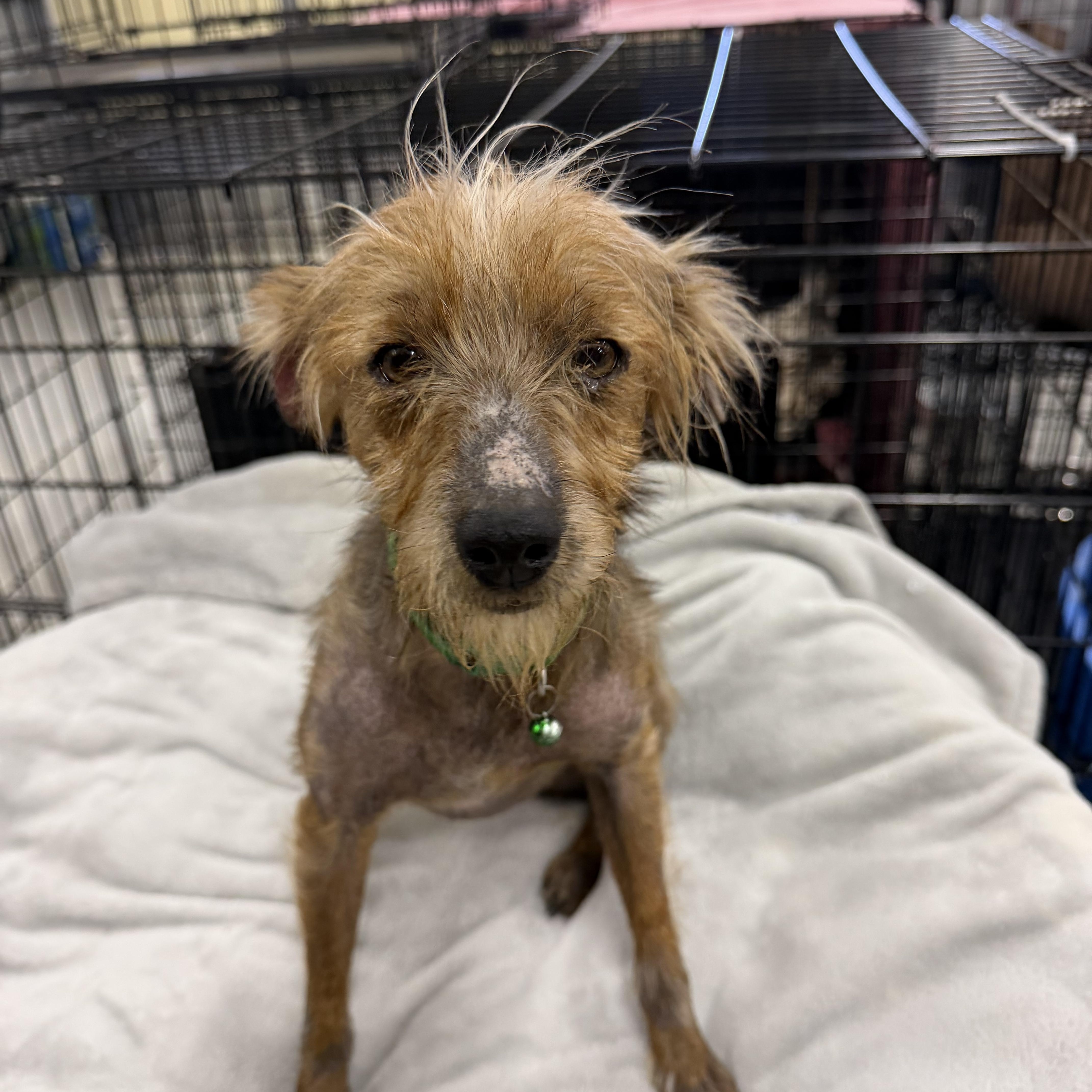 Bowser, Adoptable, Adult Male American Hairless Terrier.