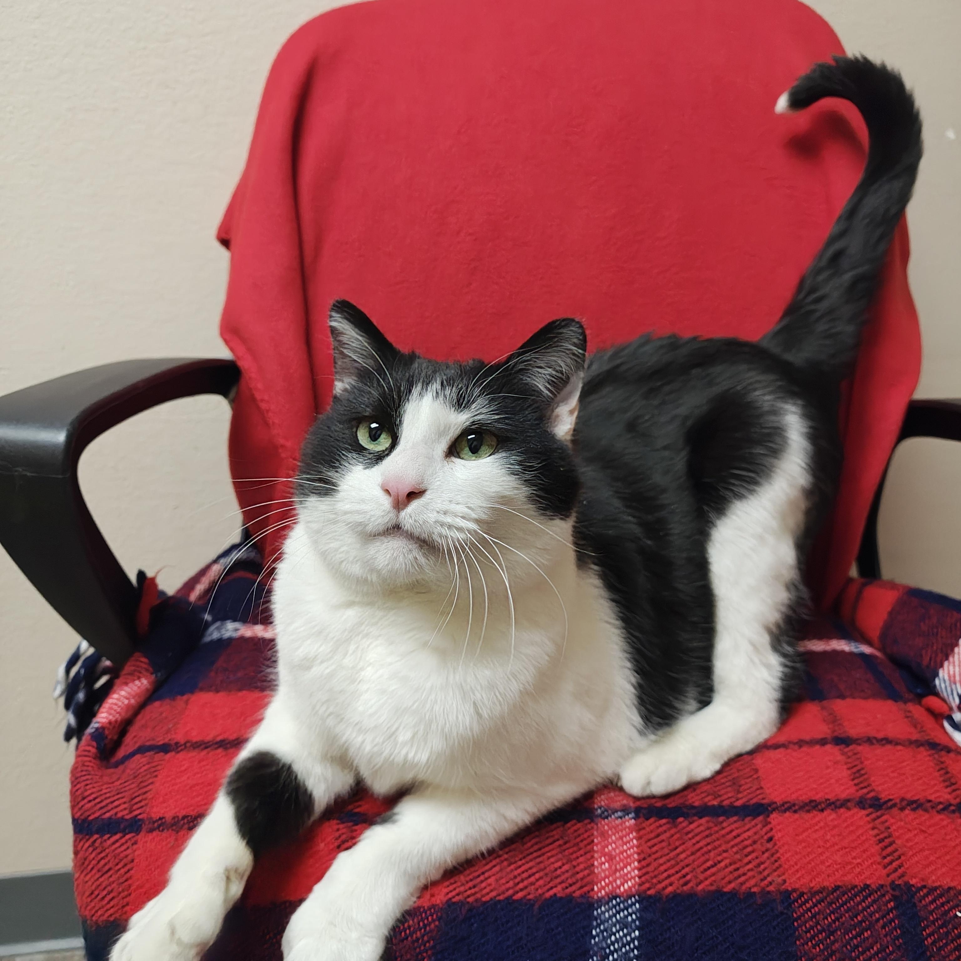 Enlarge Cow & Mittens (Bonded), a Adoptable Domestic Short Hair in Oconto, WI image 3/5