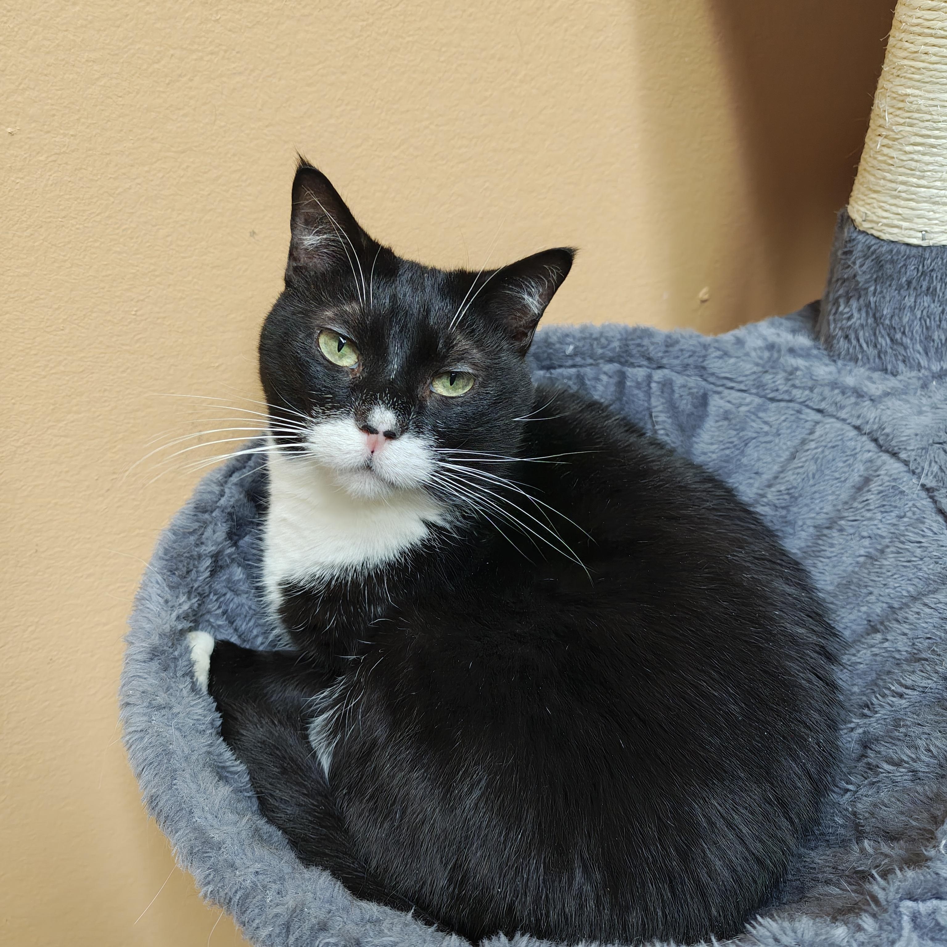 Enlarge Cow & Mittens (Bonded), a Adoptable Domestic Short Hair in Oconto, WI image 4/5