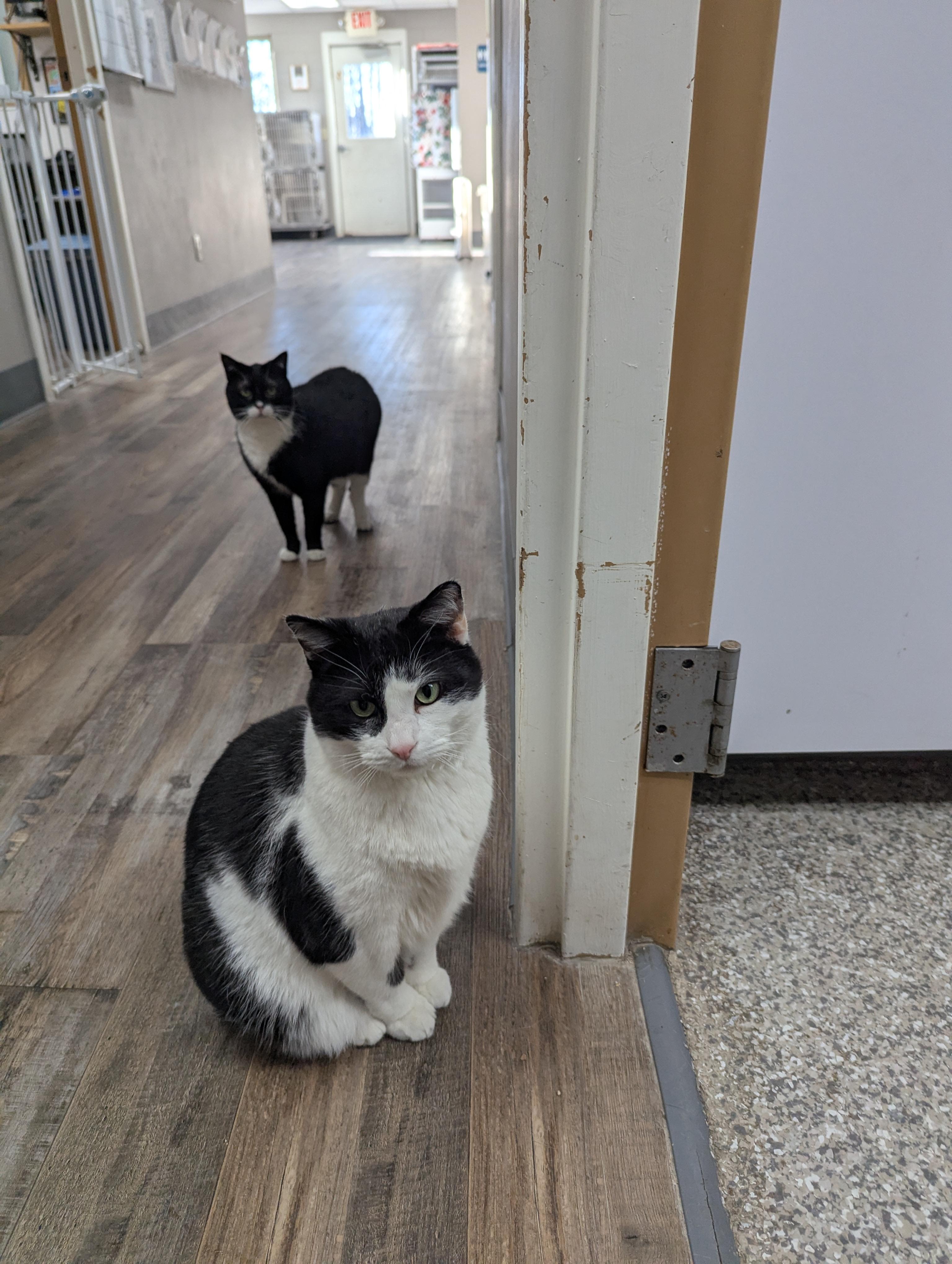 Enlarge Cow & Mittens (Bonded), a Adoptable Domestic Short Hair in Oconto, WI image 6/6