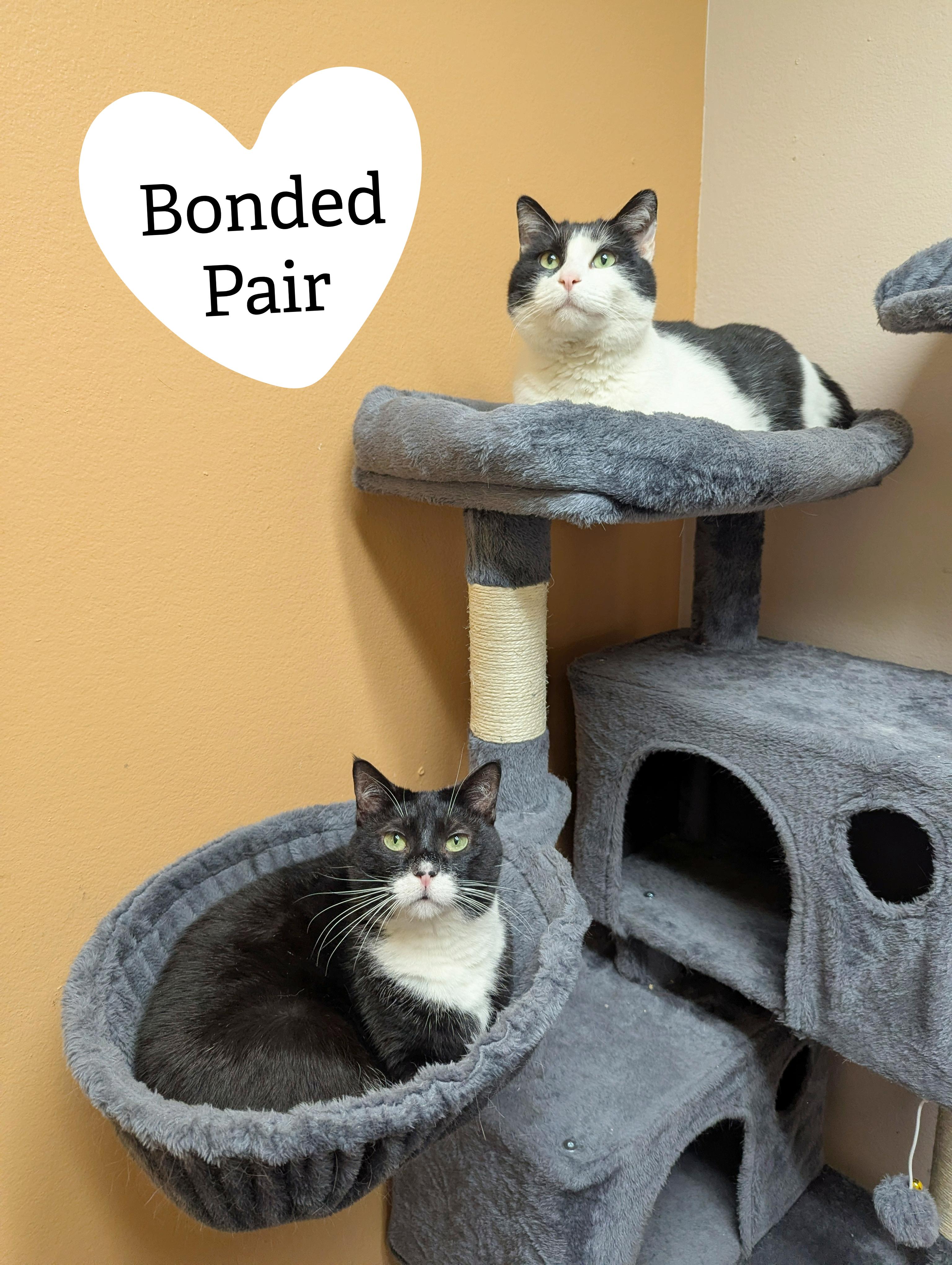 Enlarge Cow & Mittens (Bonded), a Adoptable Domestic Short Hair in Oconto, WI image 5/5