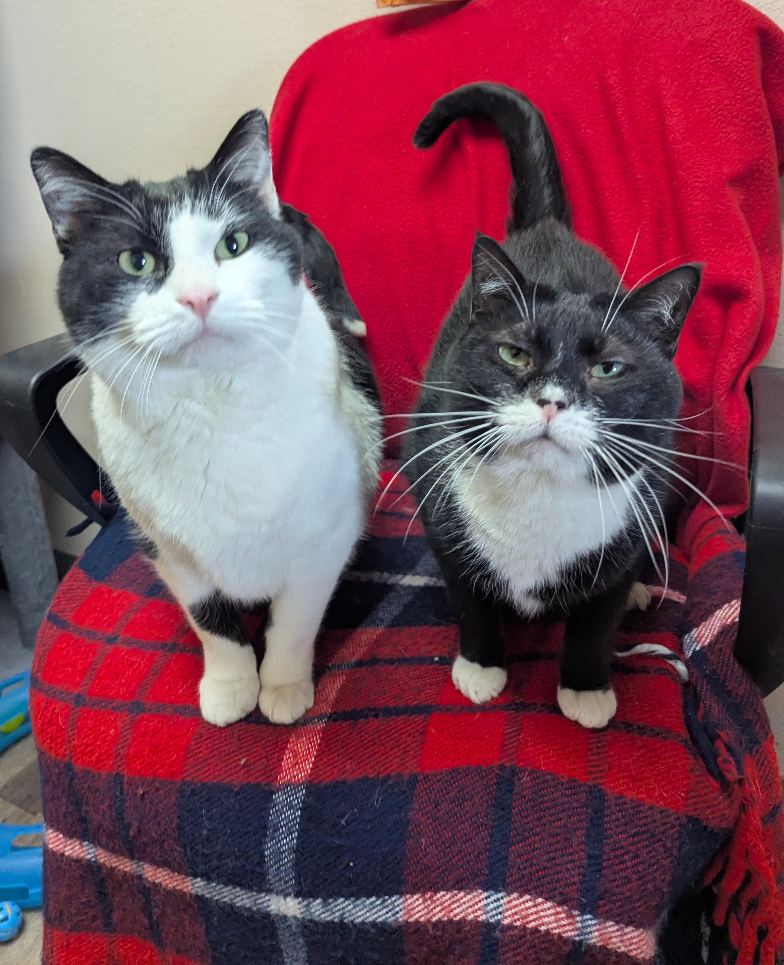 Cow & Mittens (Bonded), Adoptable, Adult Male Domestic Short Hair.