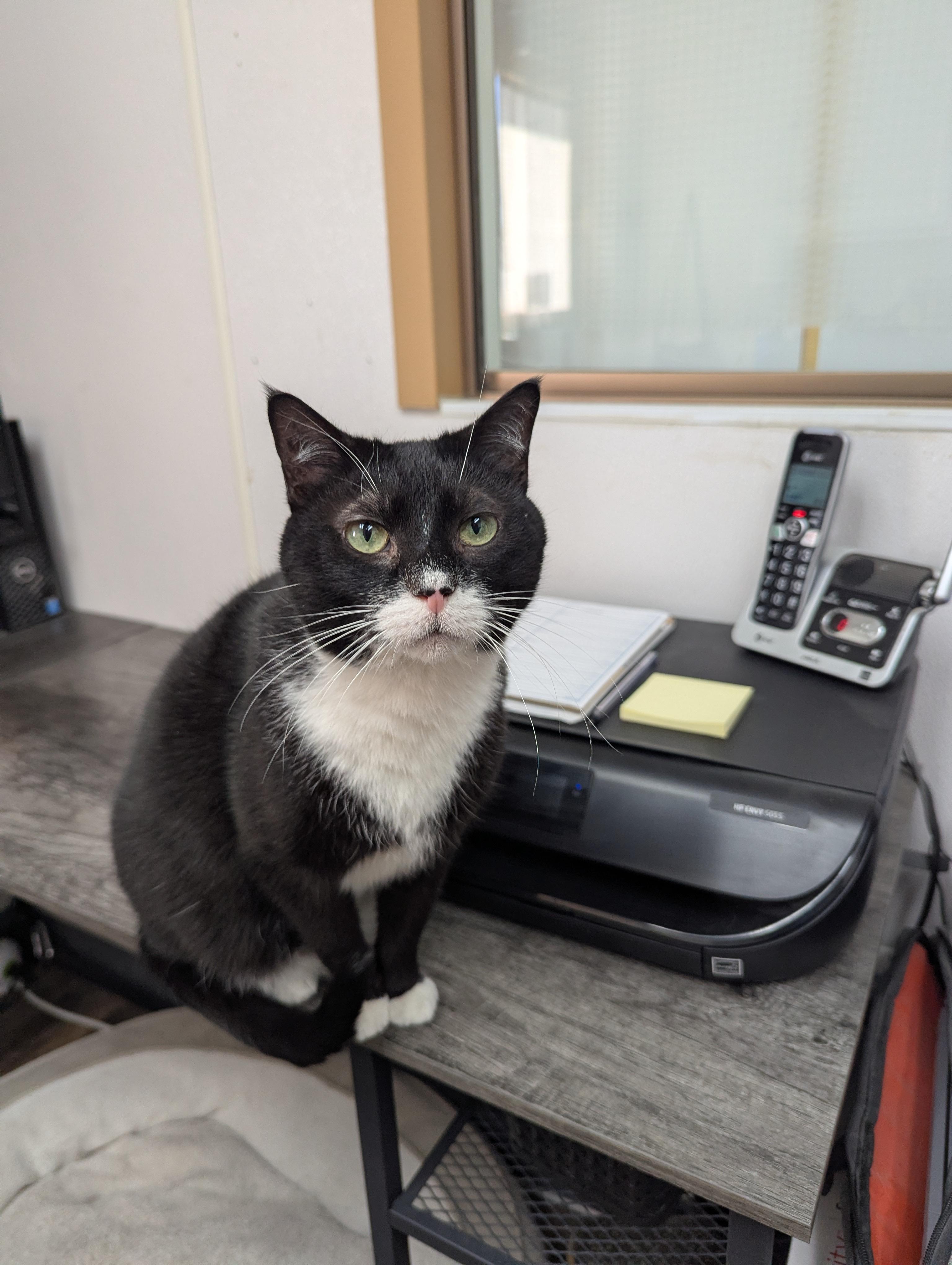 Enlarge Cow & Mittens (Bonded), a Adoptable Domestic Short Hair in Oconto, WI image 5/6