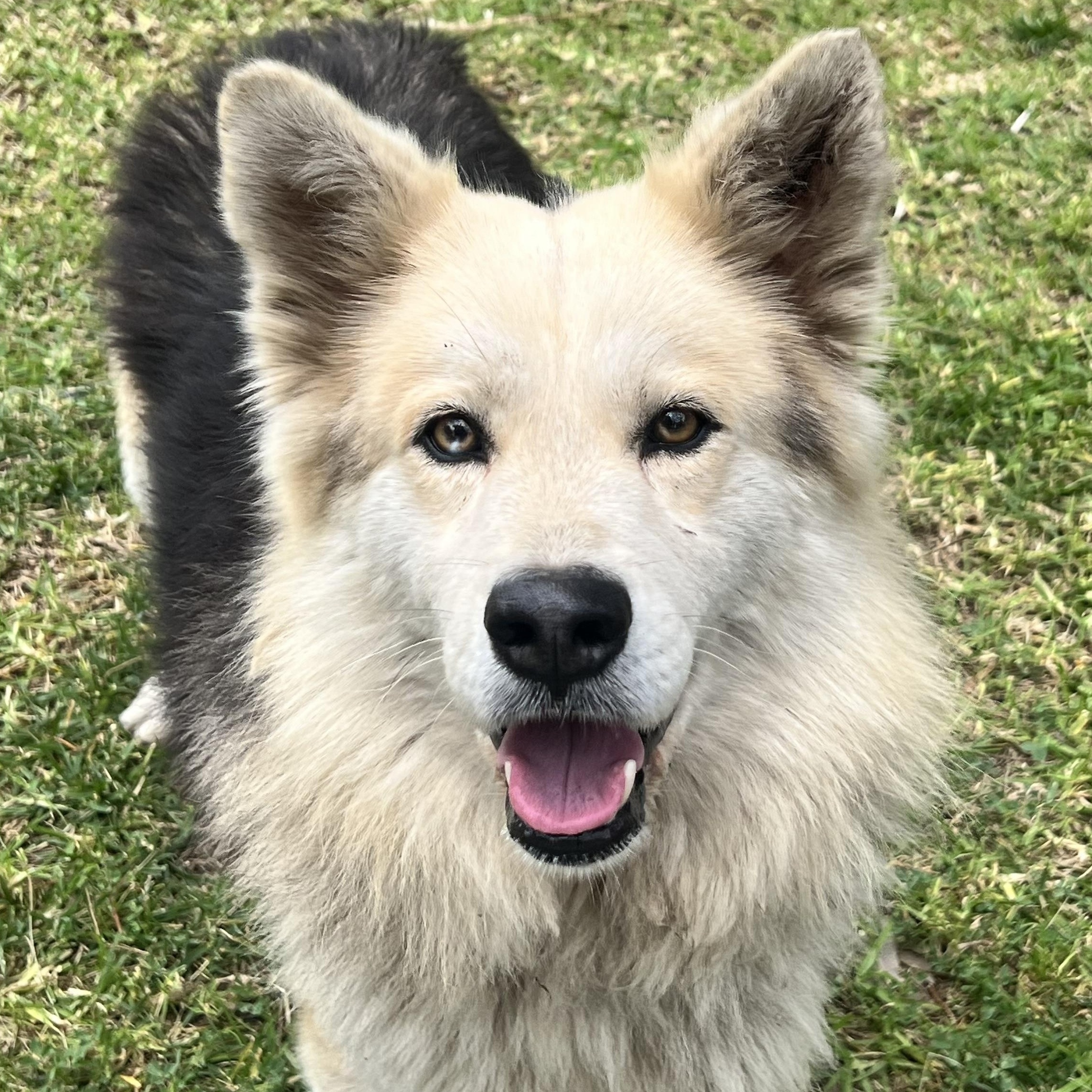 Zeek, Adoptable, Young Male German Shepherd Dog & Shetland Sheepdog / Sheltie.