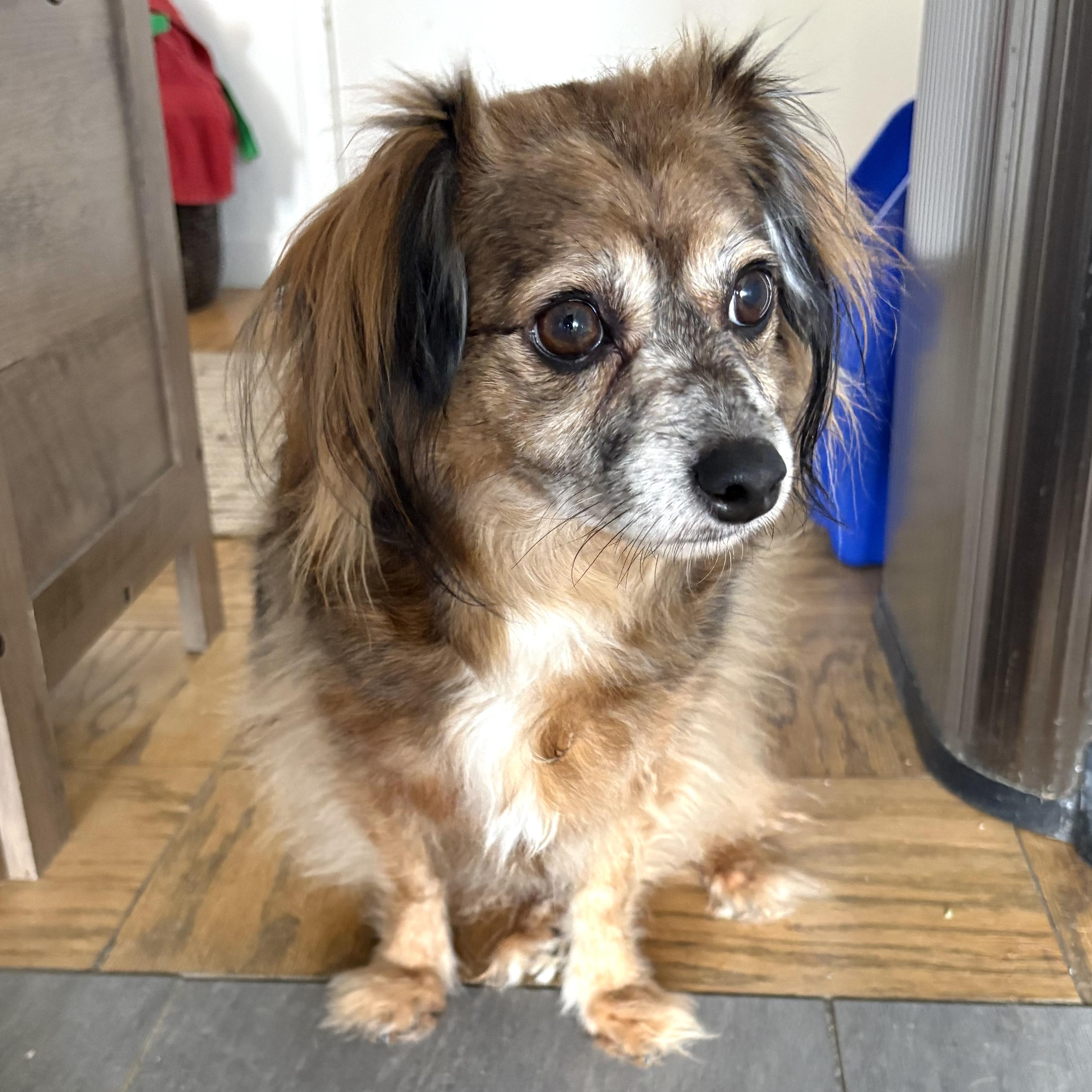 Enlarge Ramsey, an adopted mixed breed in Brooklyn, NY image 1/5