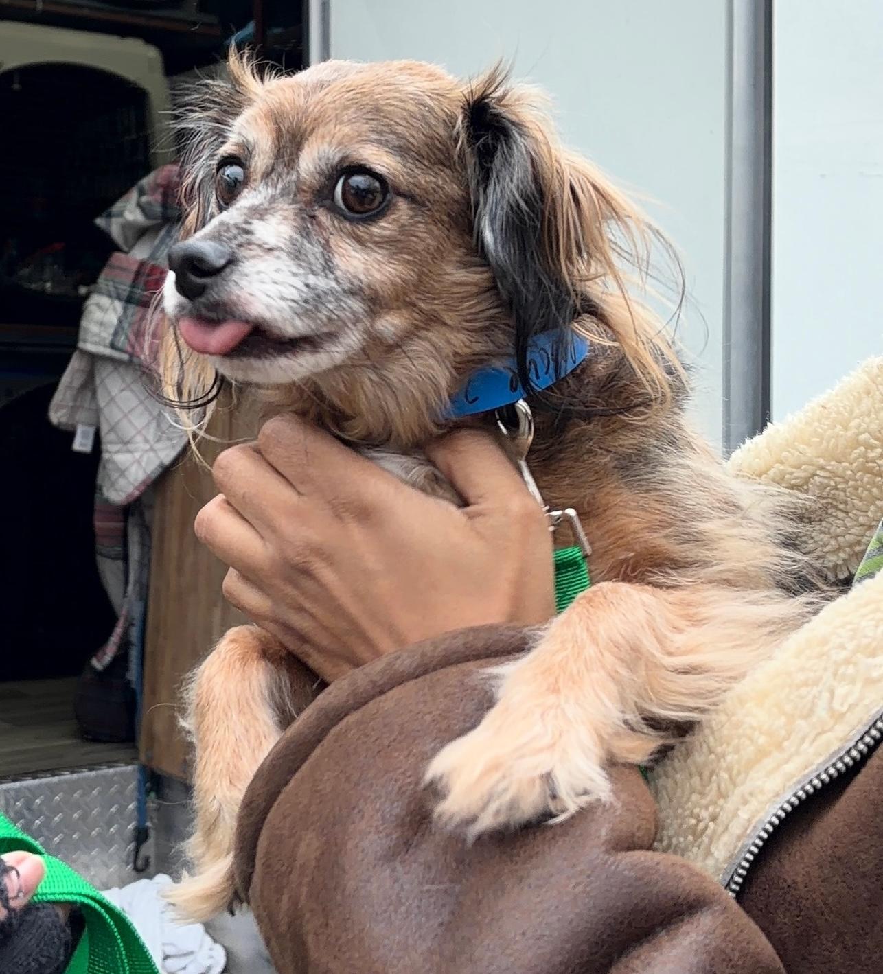 Enlarge Ramsey, an adopted mixed breed in Brooklyn, NY image 3/5