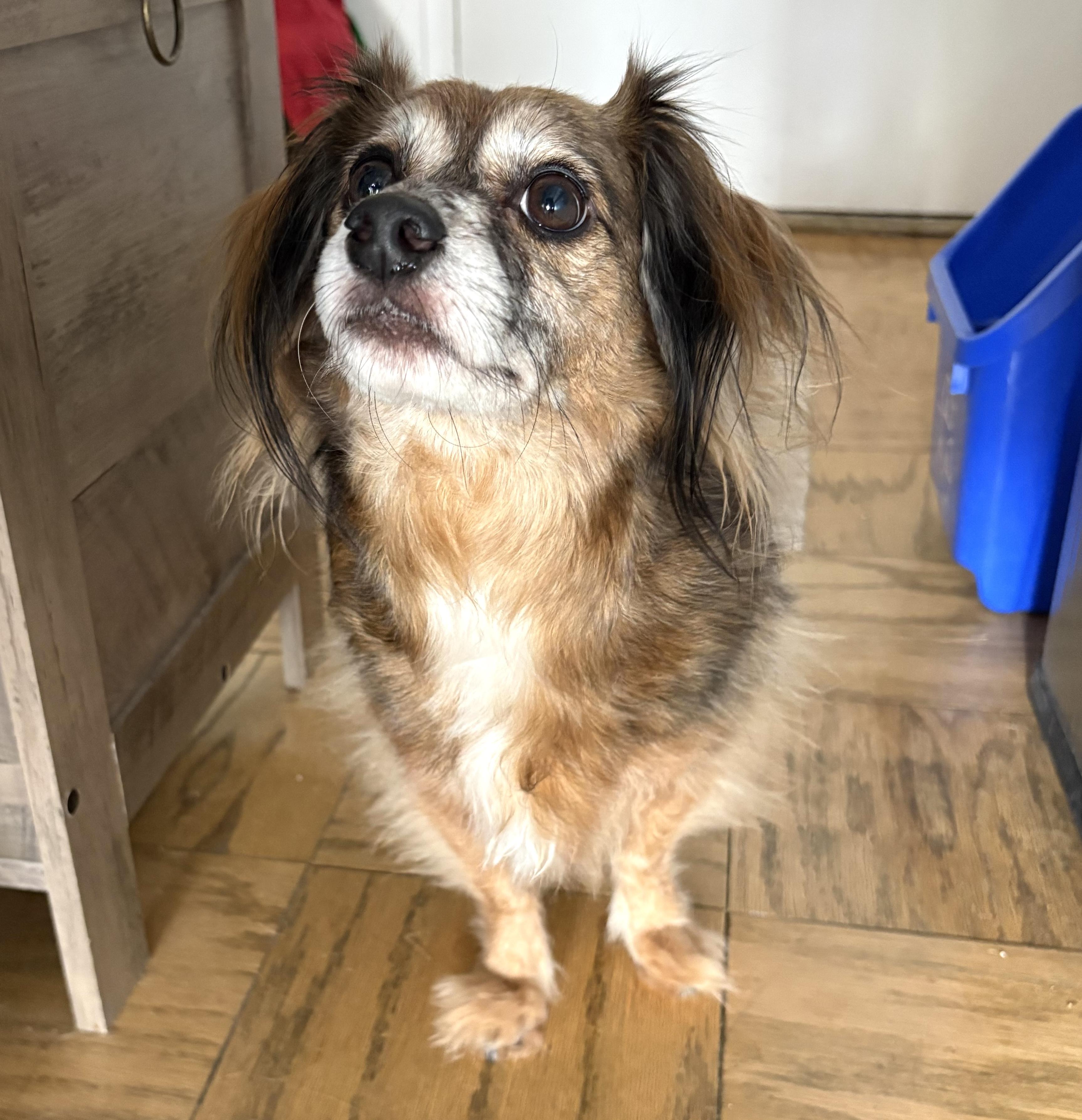 Enlarge Ramsey, an adopted mixed breed in Brooklyn, NY image 5/5